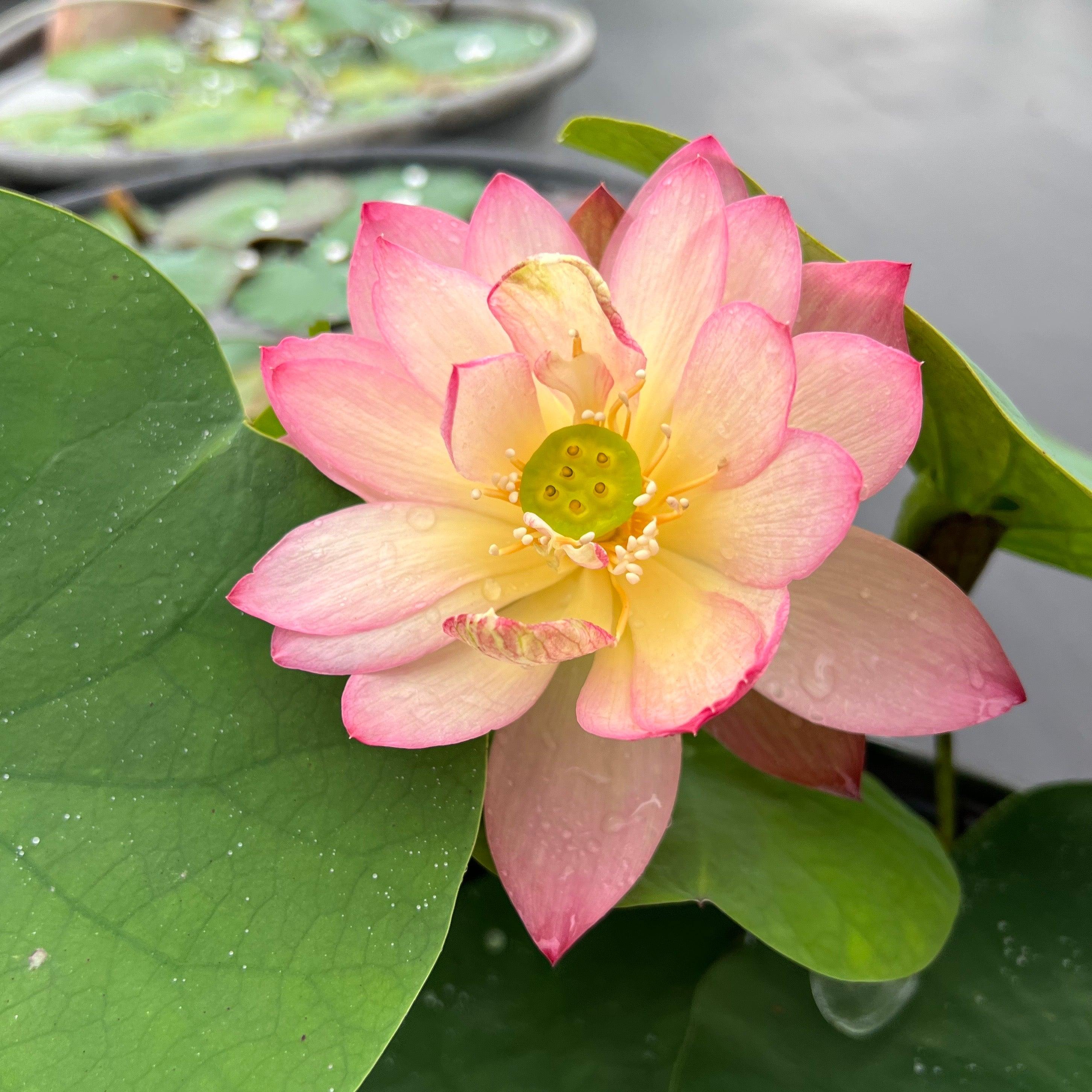 Like Qinhuai Rouge Lotus (Bare Root) - Play It Koi