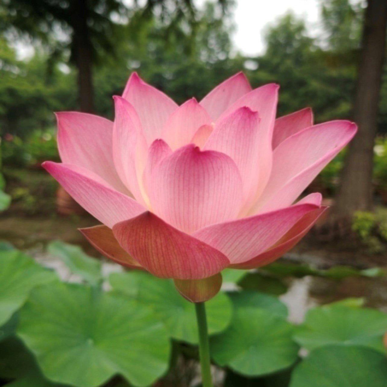 Like Qinhuai Rouge Lotus (Bare Root) - Play It Koi