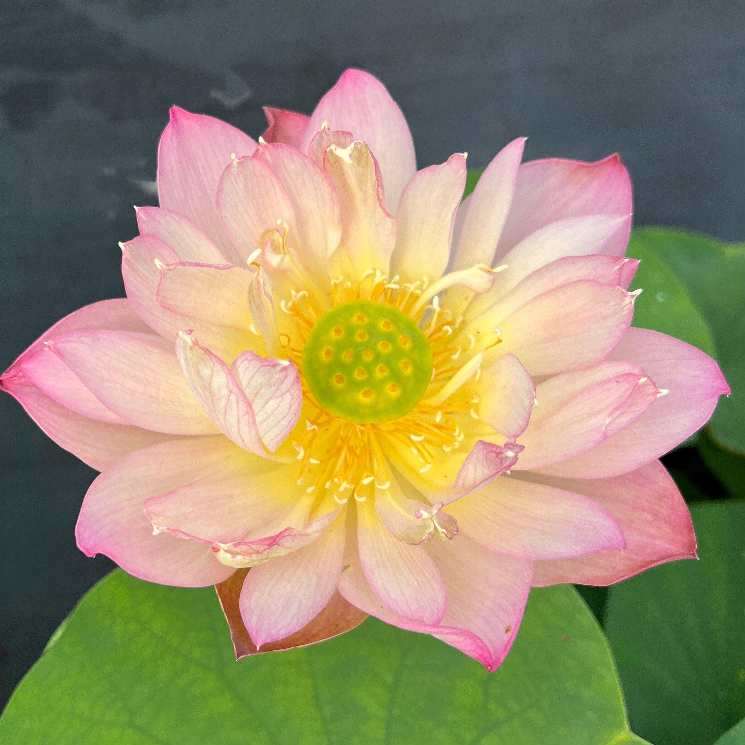 Like Qinhuai Rouge Lotus (Bare Root) - Play It Koi