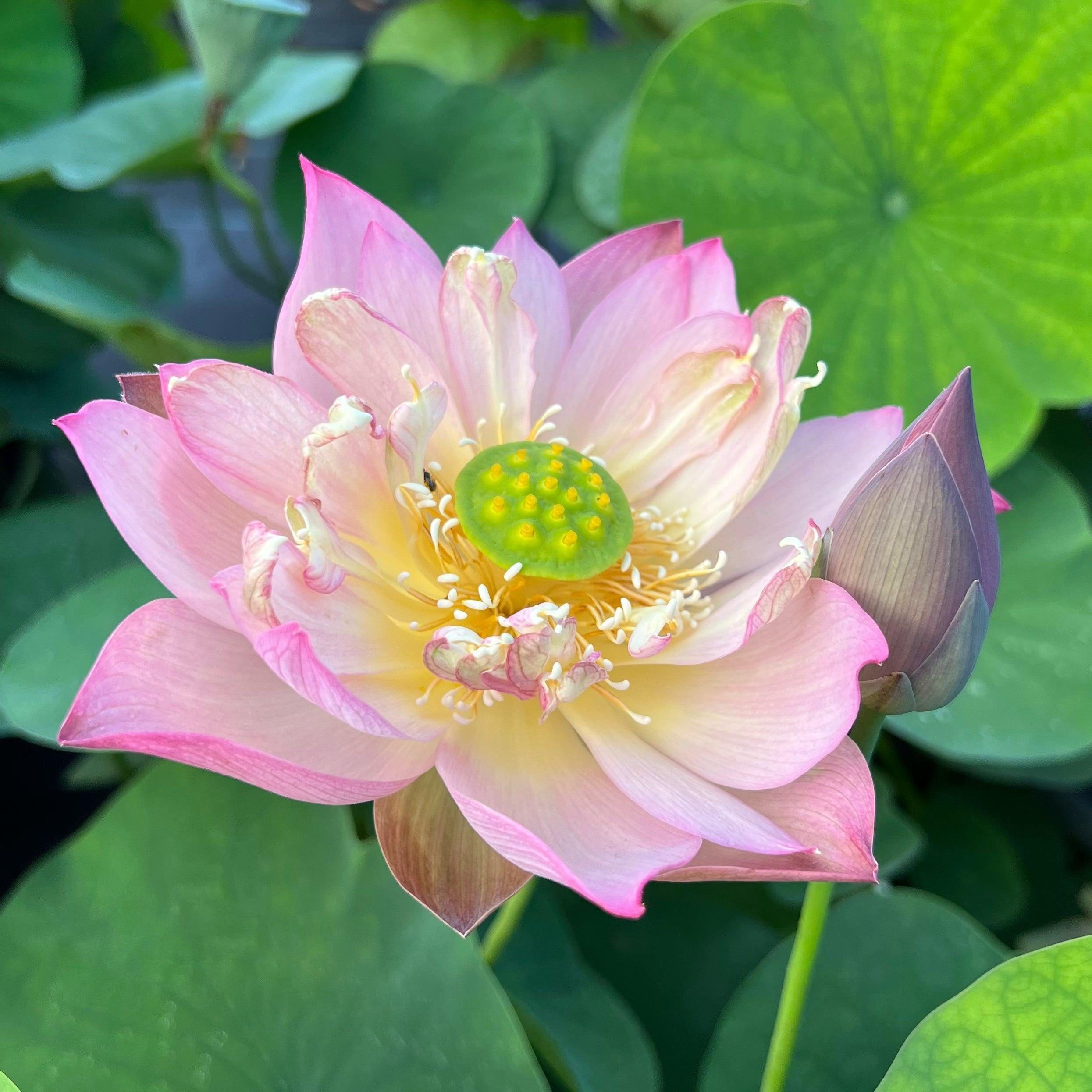 Like Qinhuai Rouge Lotus (Bare Root) - Play It Koi