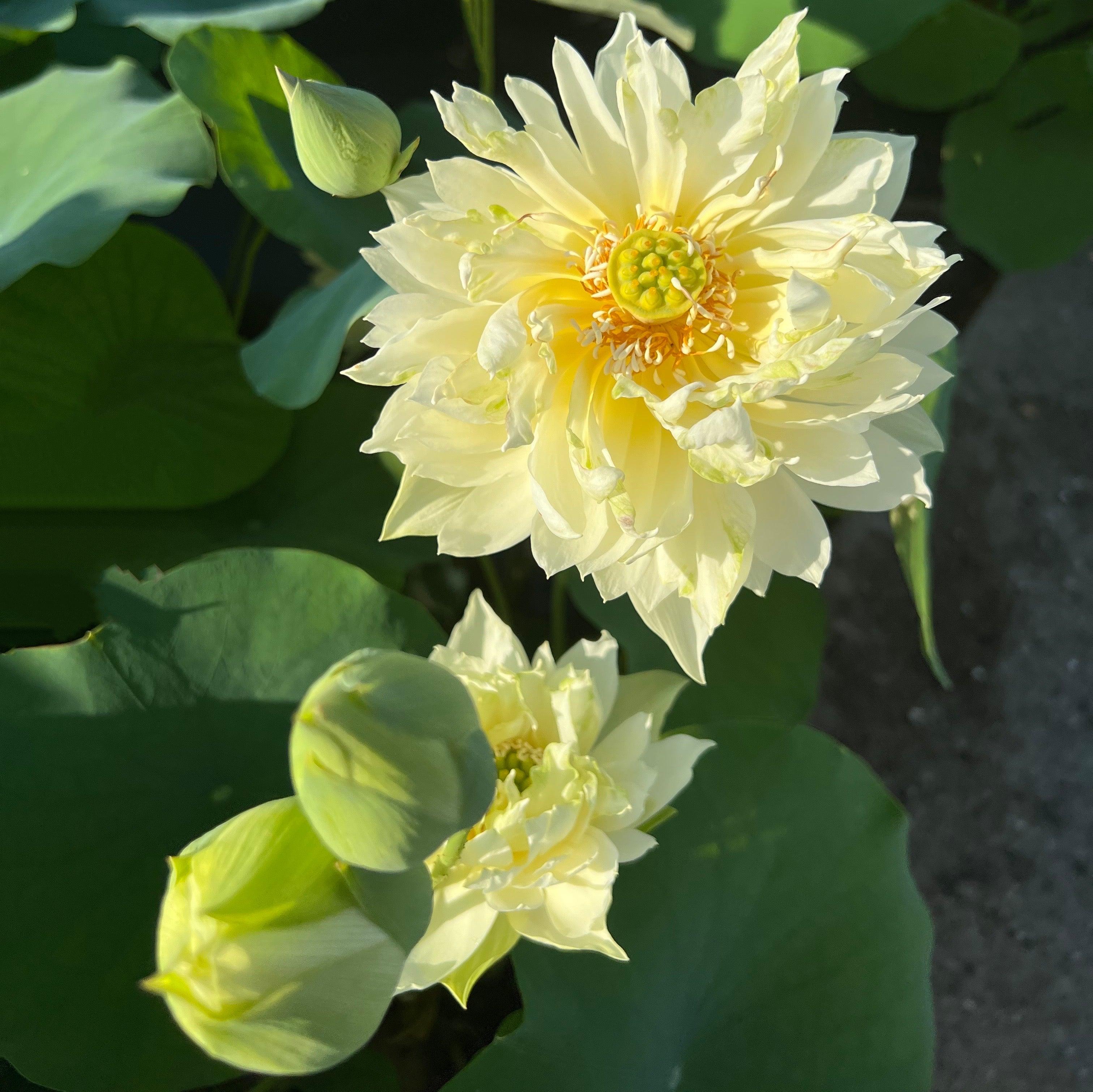 Like Yellow Antelope Lotus (Bare Root) - Play It Koi