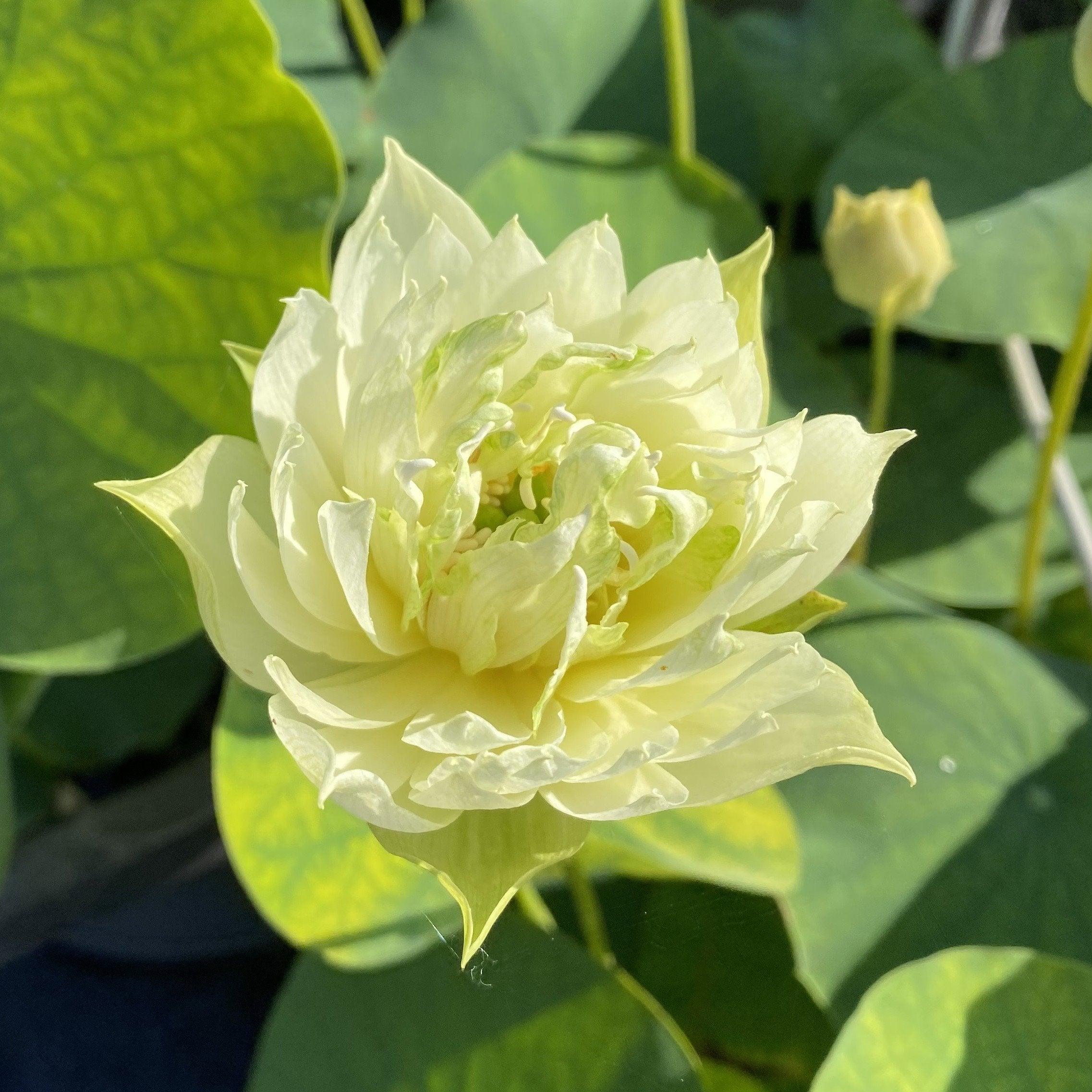 Like Yellow Antelope Lotus (Bare Root) - Play It Koi