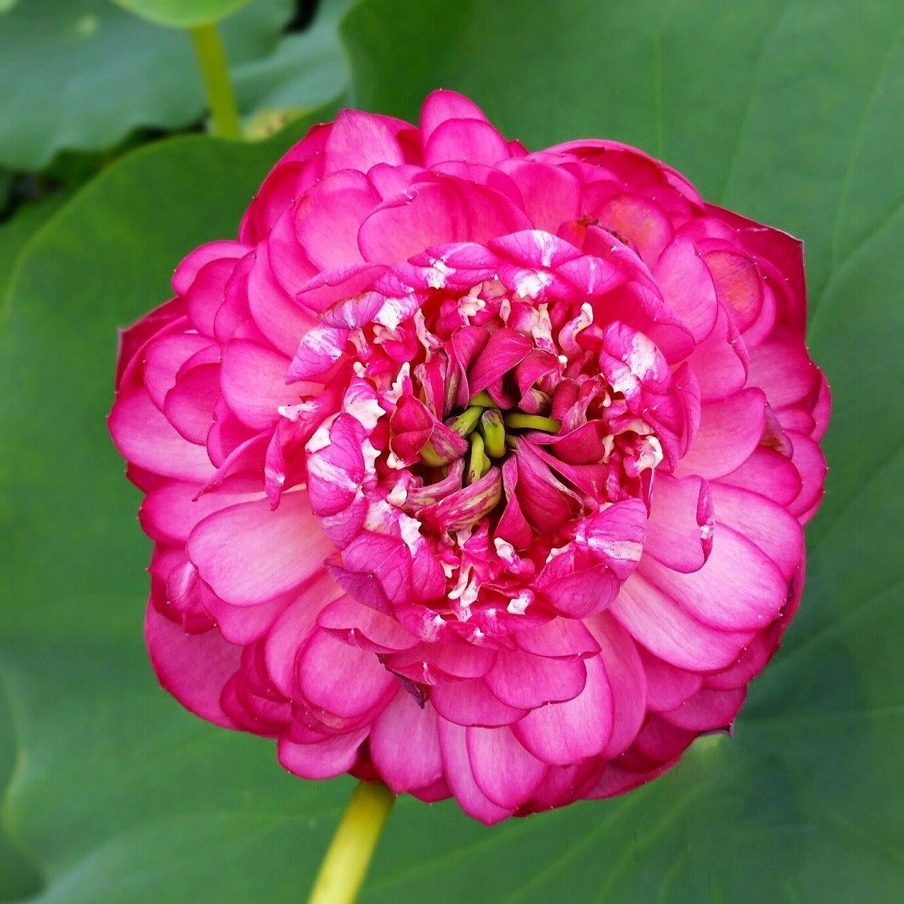 Lips Red Lotus (Bare Root) - Play It Koi