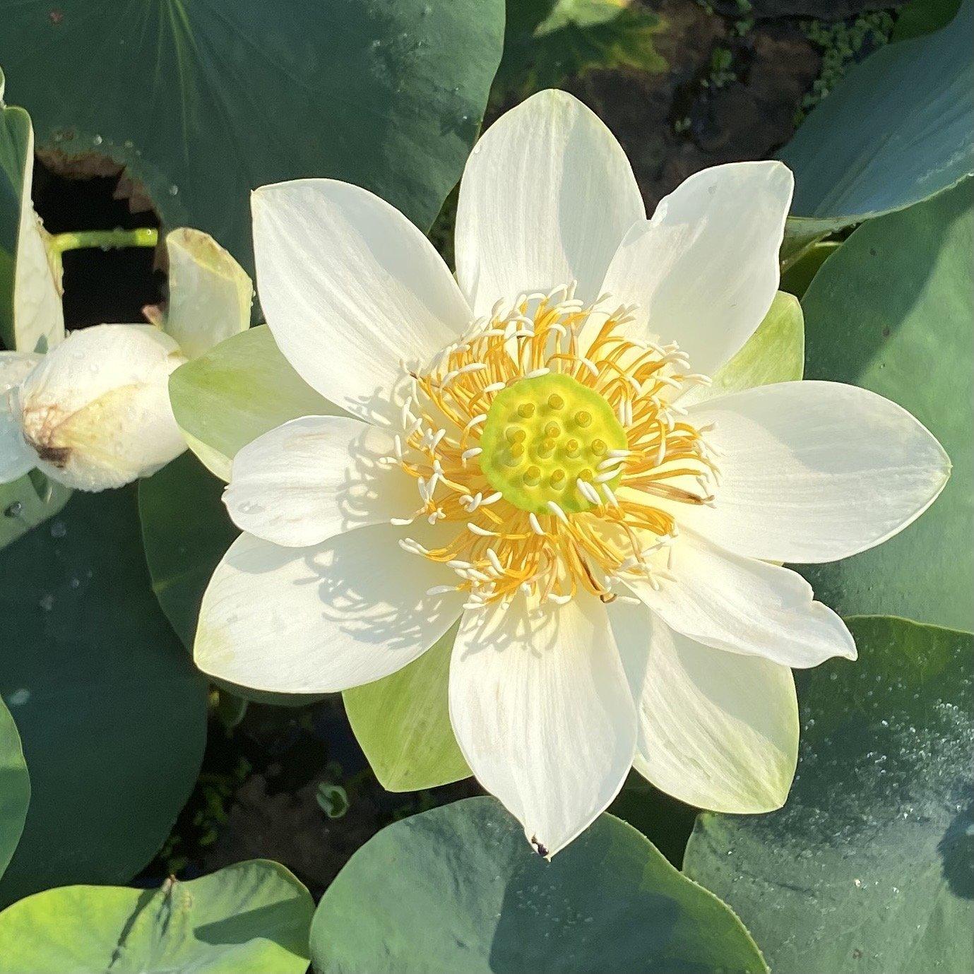 Little Antelope Lotus (Bare Root) - Play It Koi