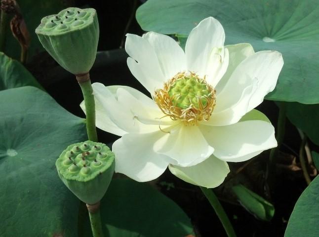 Little Antelope Lotus (Bare Root) - Play It Koi