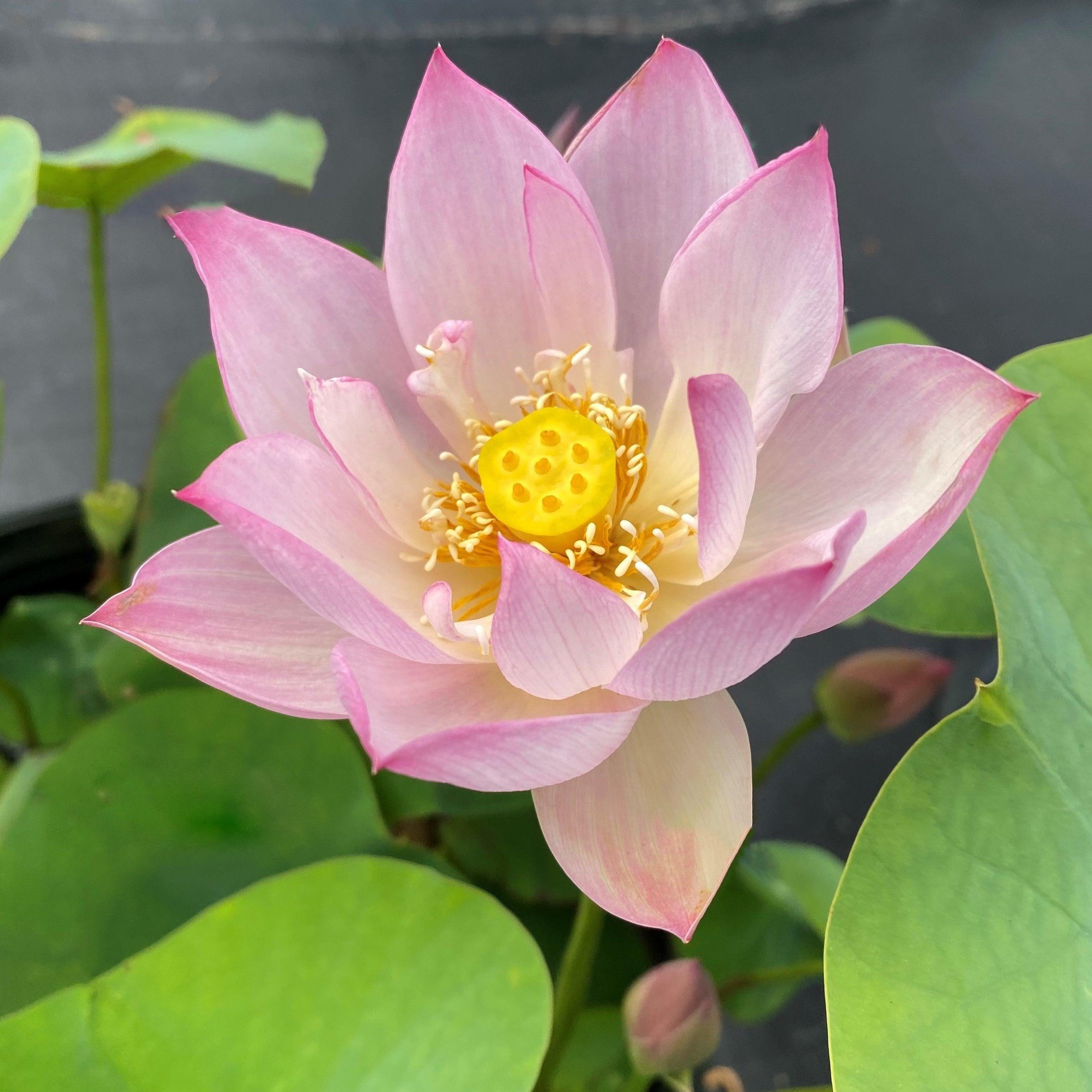 Little Cutie Pie Lotus (Bare Root) - Play It Koi