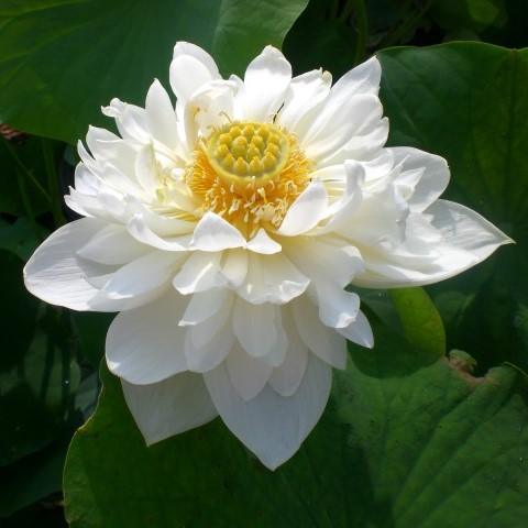 Little Green House Lotus (Bare Root) - Play It Koi