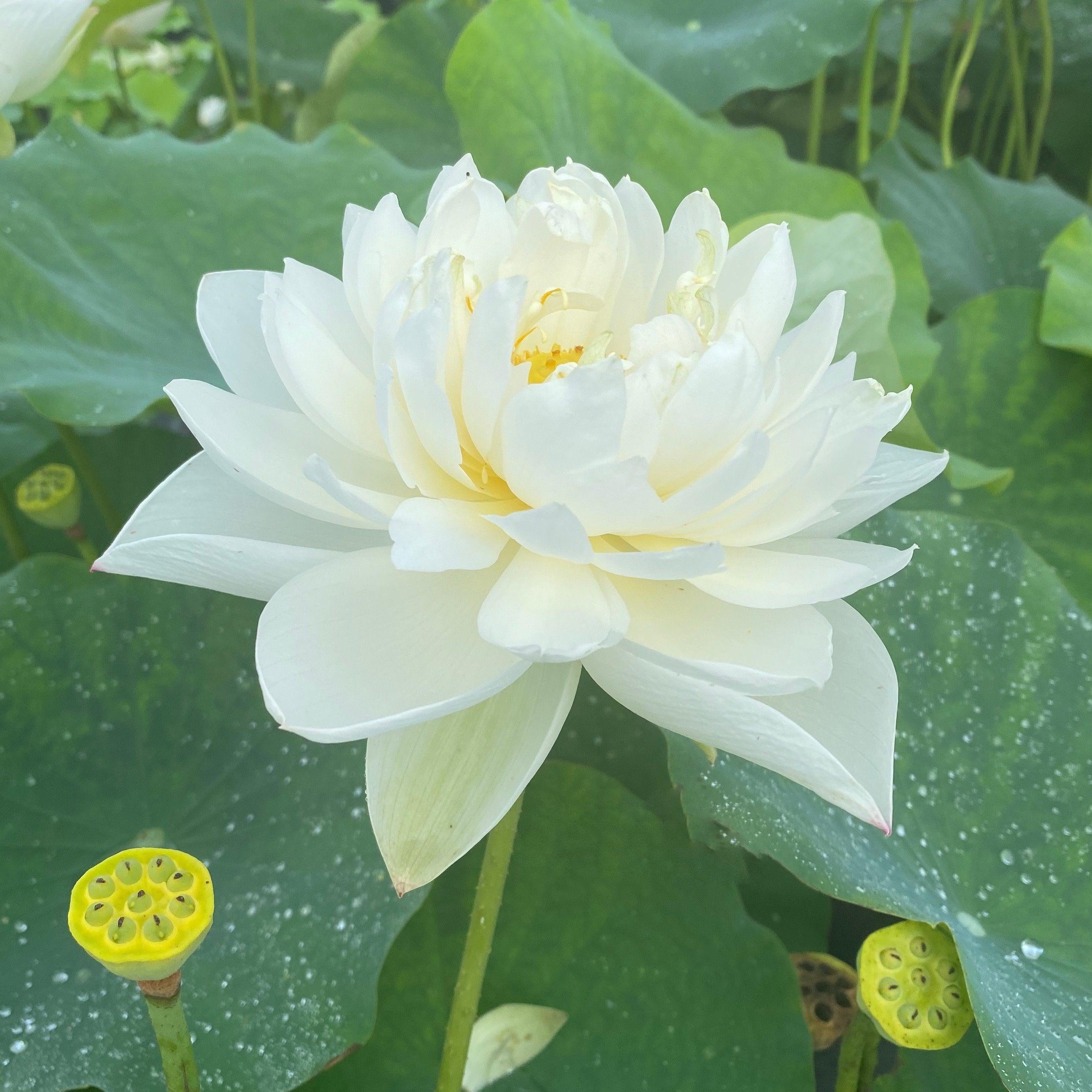 Little Green House Lotus (Bare Root) - Play It Koi