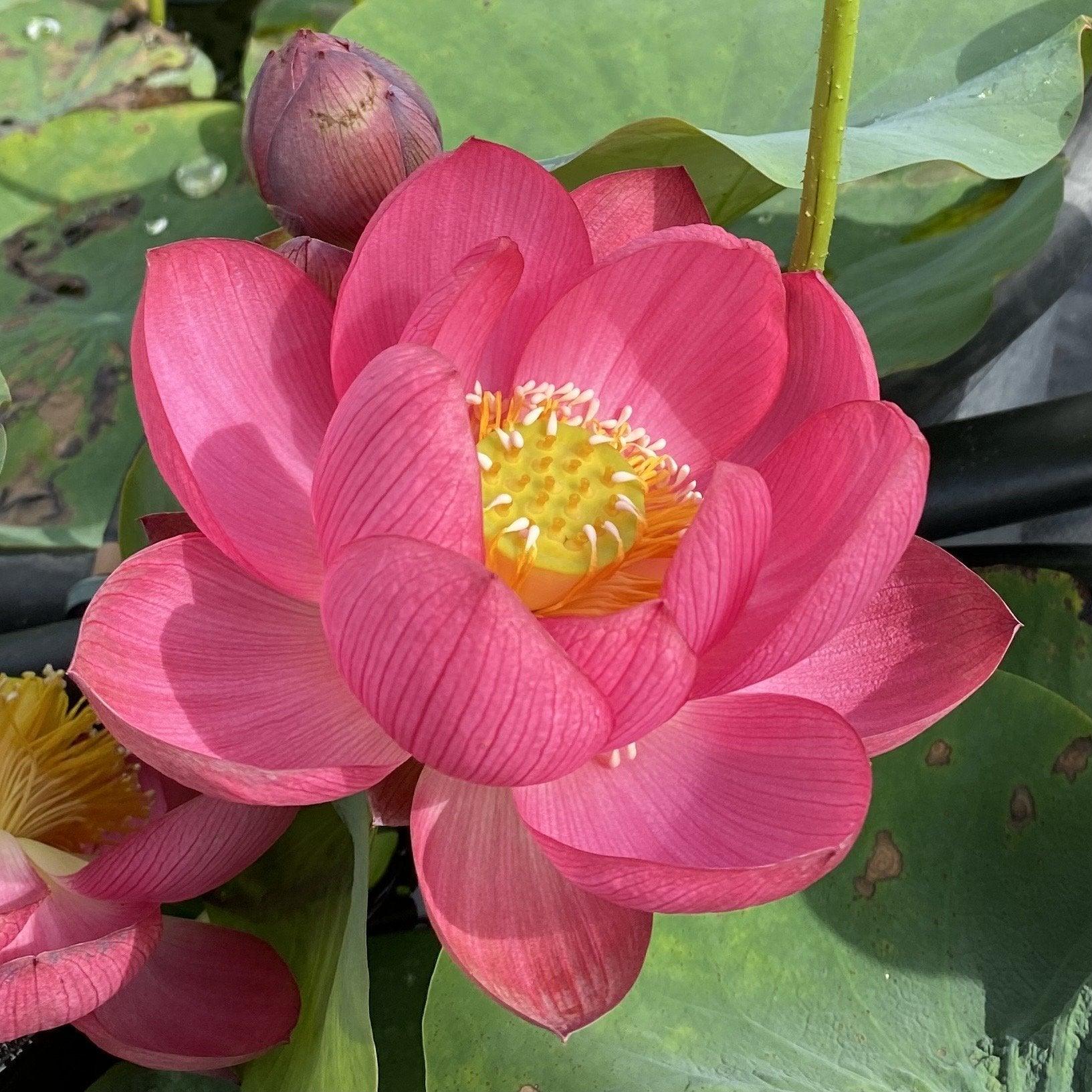 Little Longevity Star Lotus (Bare Root) - Play It Koi