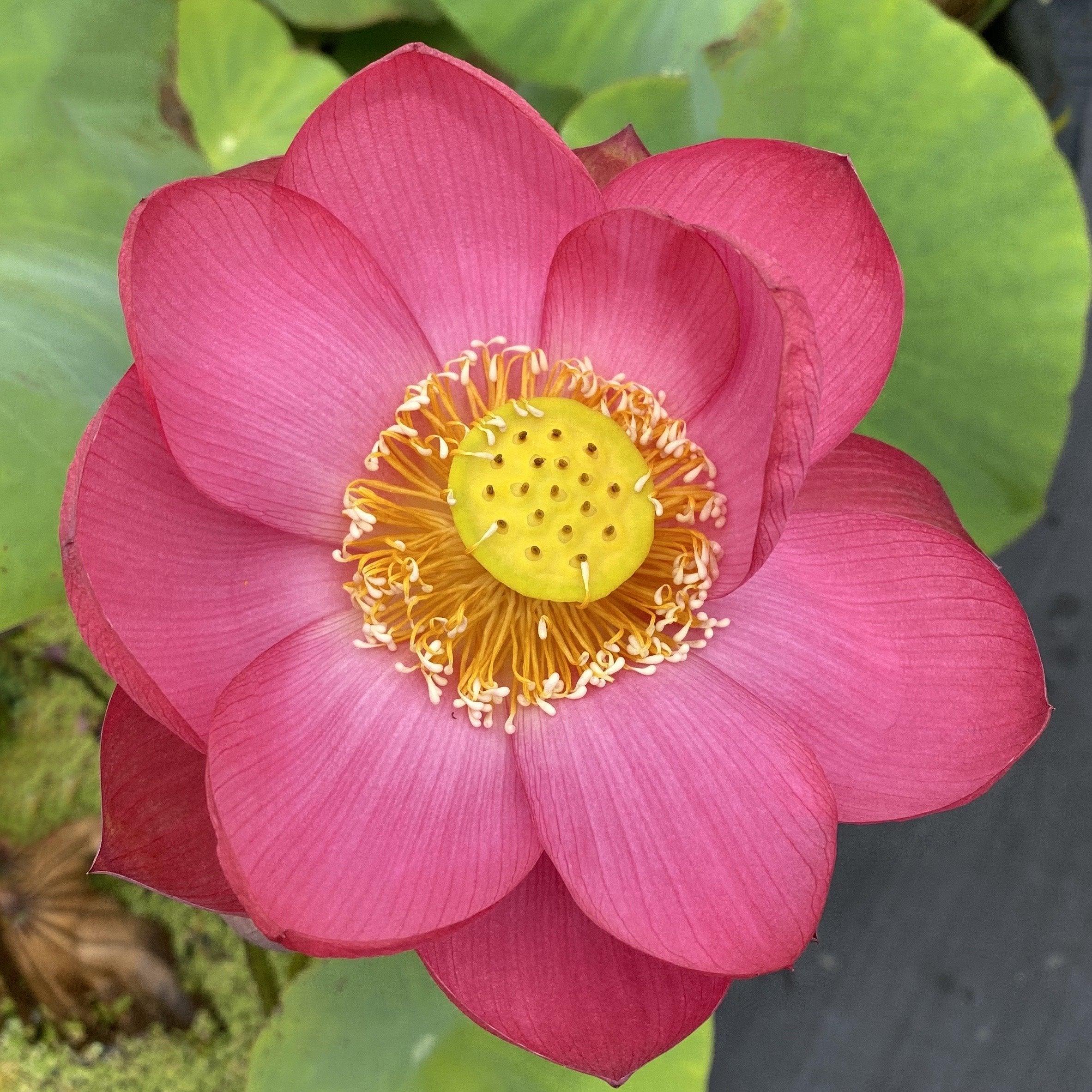 Little Longevity Star Lotus (Bare Root) - Play It Koi