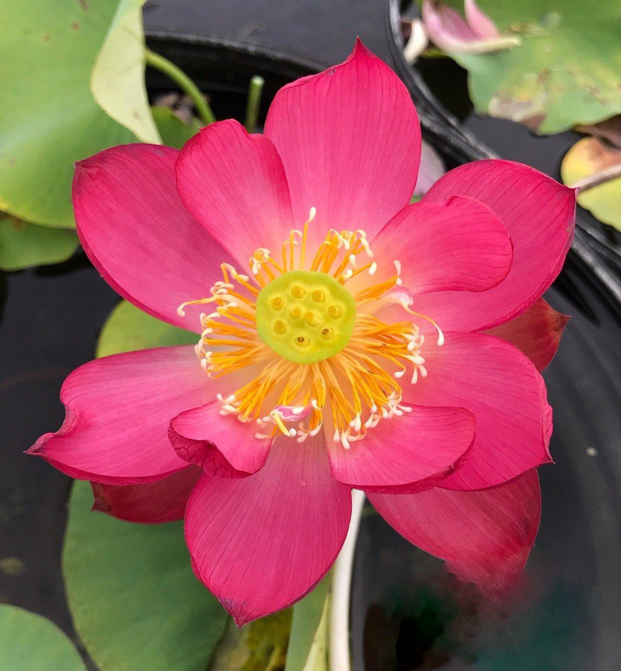 Little Longevity Star Lotus (Bare Root) - Play It Koi