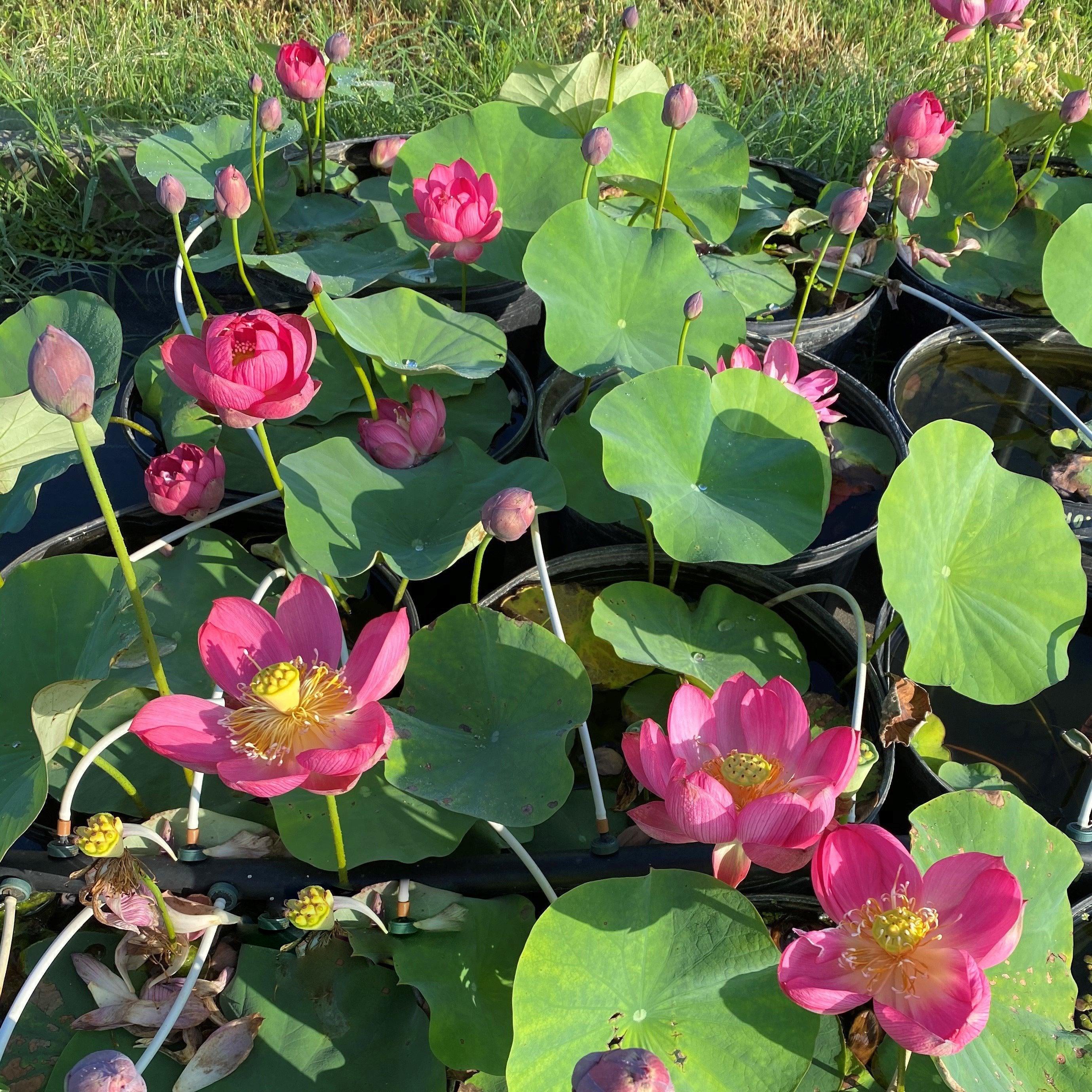 Little Longevity Star Lotus (Bare Root) - Play It Koi