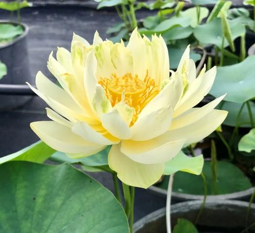 Little Oriole Lotus (Bare Root)
