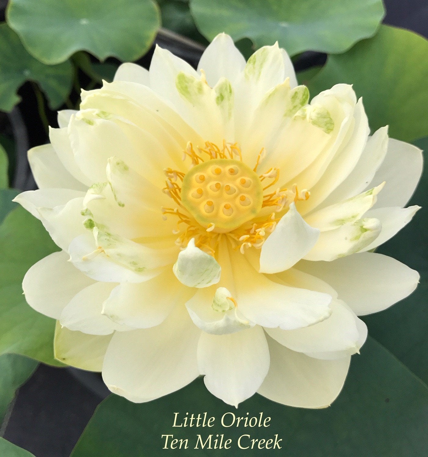 Little Oriole Lotus (Bare Root)