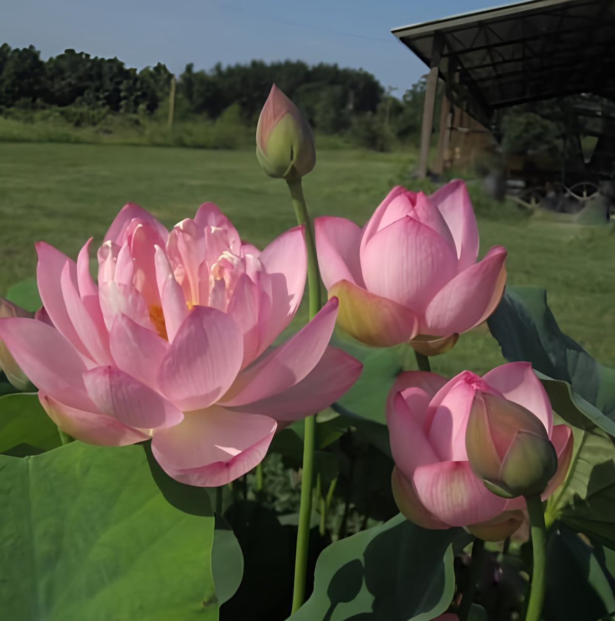 Little Pink Beauty Lotus (Bare Root) - Play It Koi