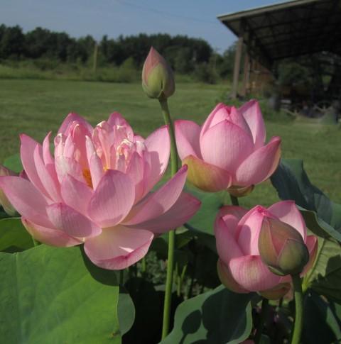 Little Pink Beauty Lotus (Bare Root) - Play It Koi