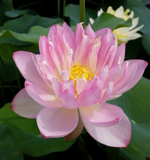 Little Pink Beauty Lotus (Bare Root) - Play It Koi