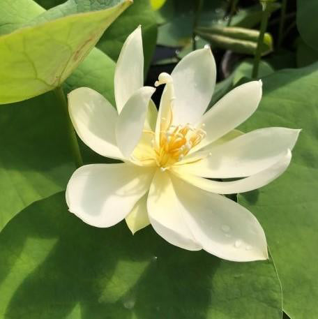 Little Princess - Perfect Little Mini Lotus (Bare Root) - Play It Koi