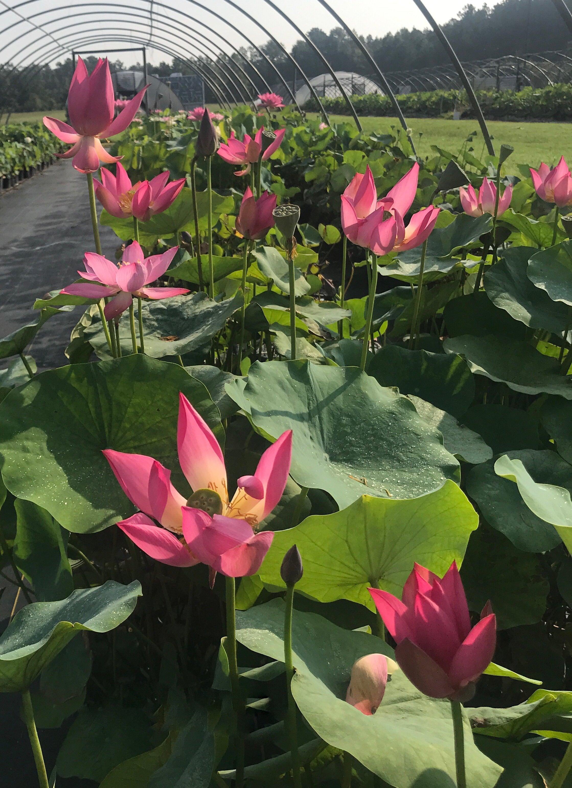 Little Red Missing Lotus (Bare Root) - Play It Koi