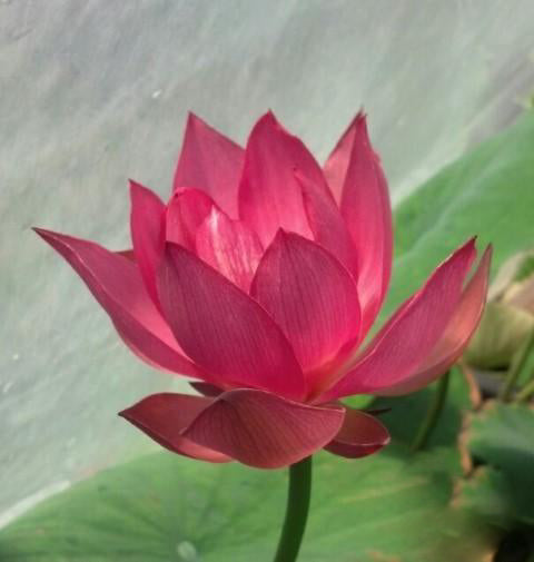 Little Red Missing Lotus (Bare Root) - Play It Koi