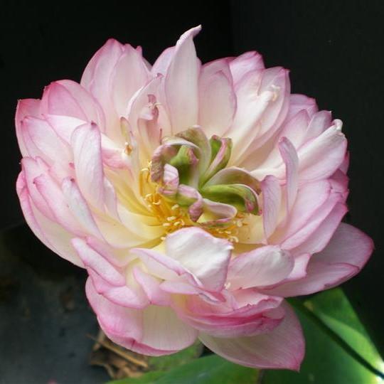Little Scarlet Peach Lotus (Bare Root)