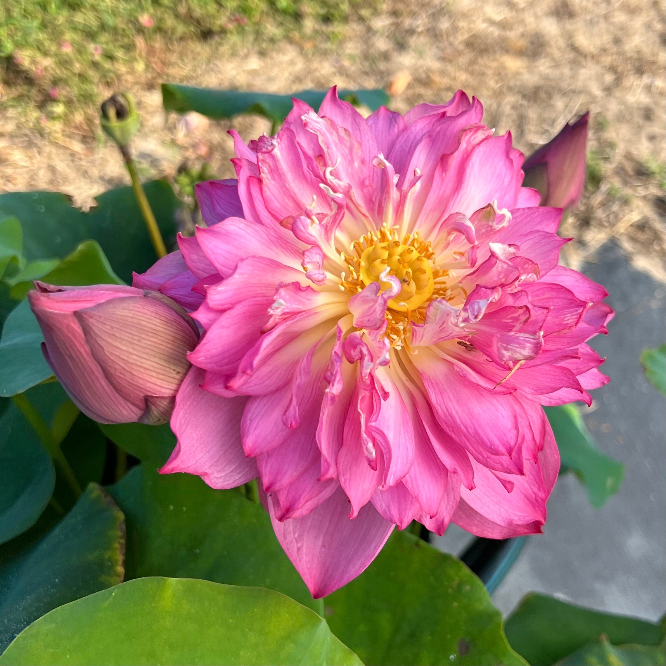 Little Scarlet Peach Lotus (Bare Root)