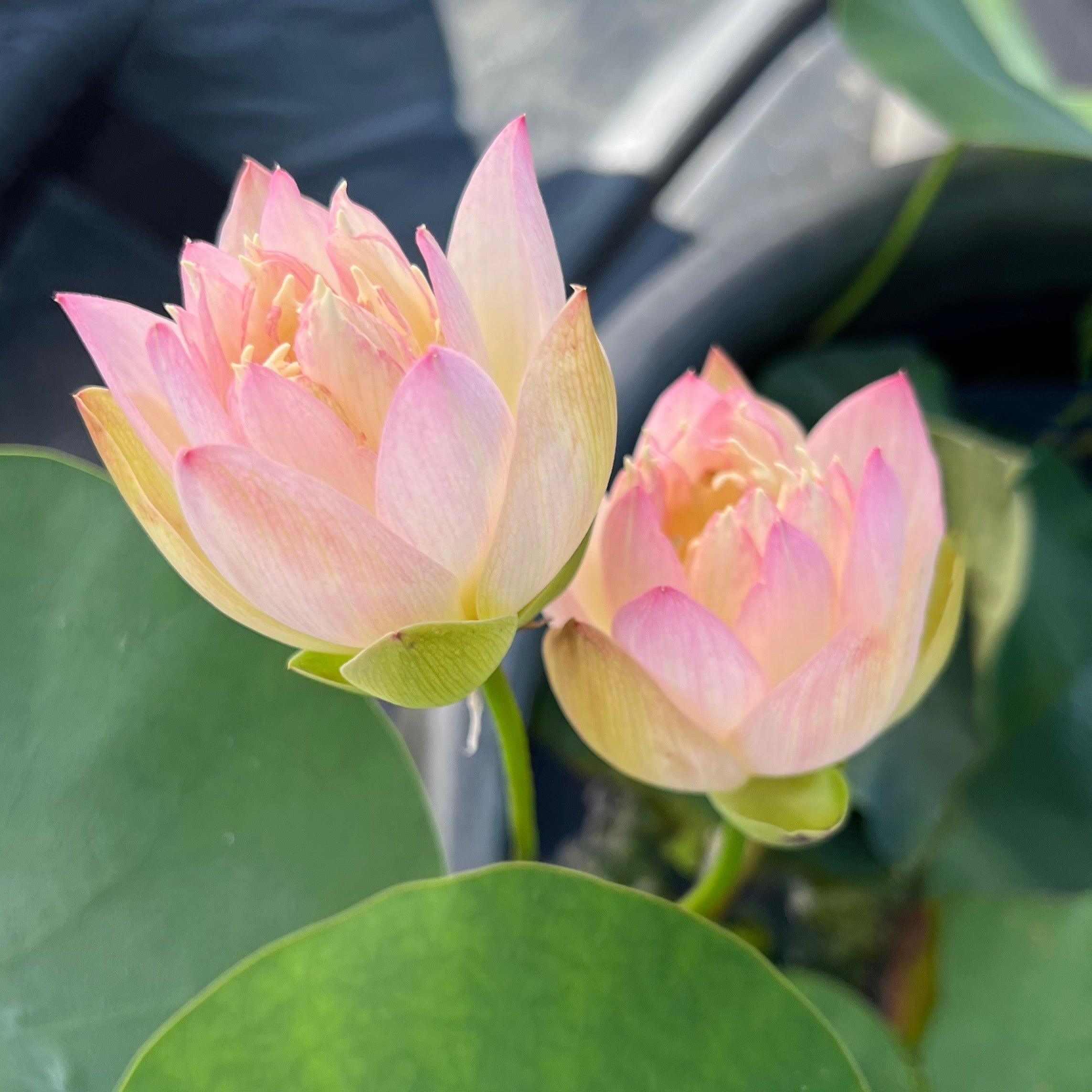Little Tri-Color - Changing Colors Lotus (Bare Root) - Play It Koi