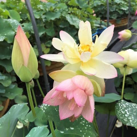 Little Tri-Color - Changing Colors Lotus (Bare Root) - Play It Koi