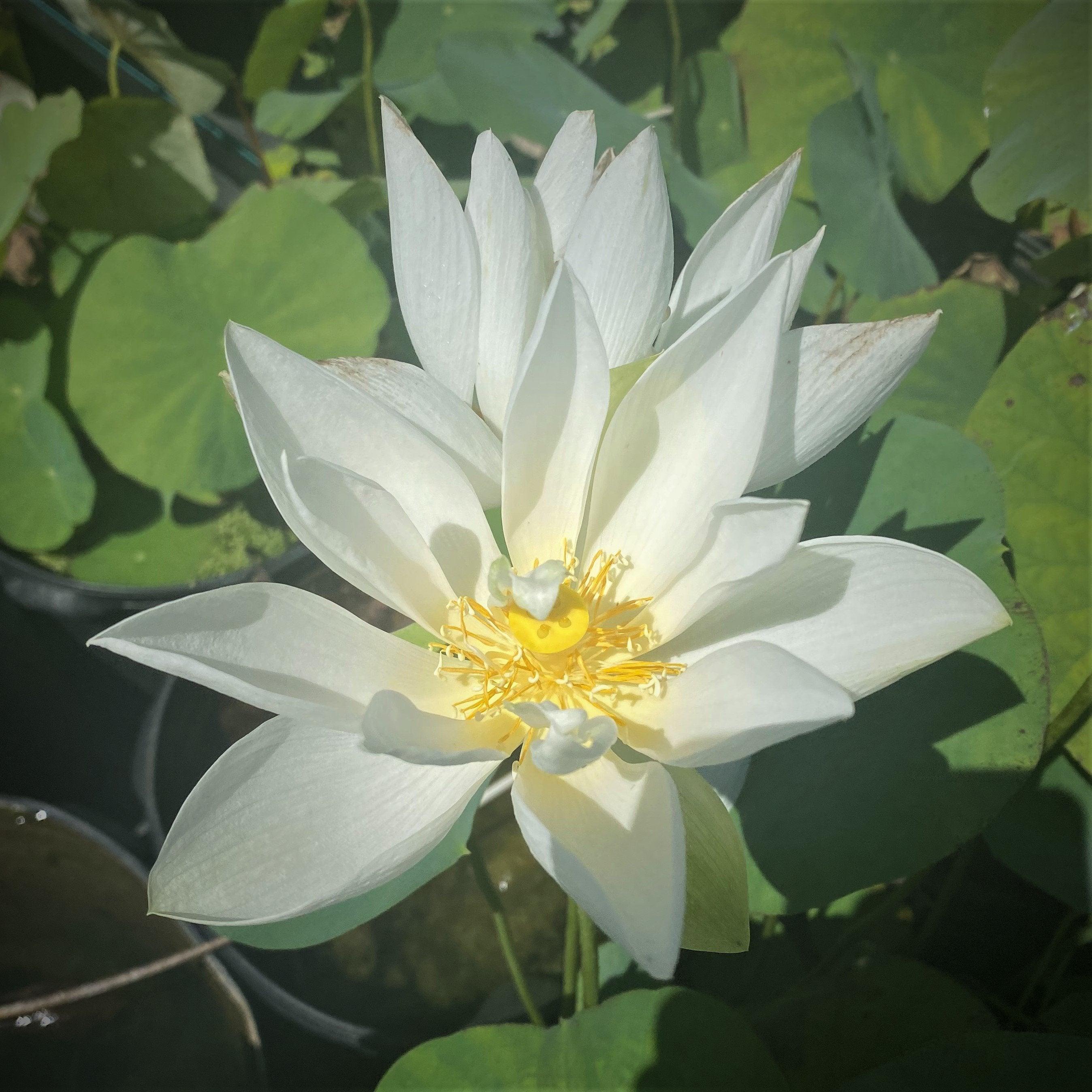 Little White Dot Mini Lotus (Bare Root) - Play It Koi