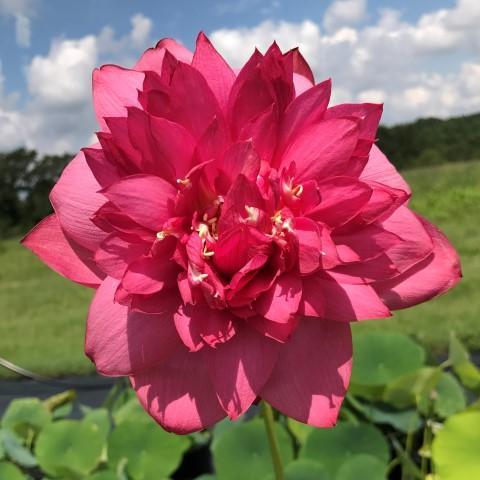 Long-Petal Peach Red Lotus (Bare Root) - Play It Koi