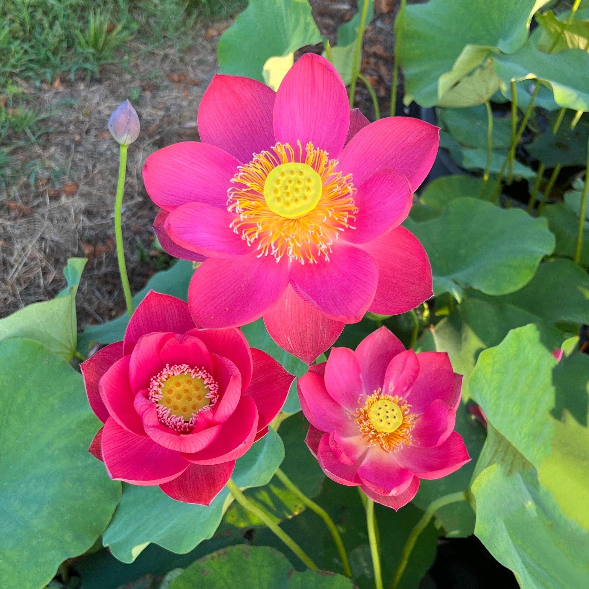 Love Song Lotus (Bare Root) - Play It Koi