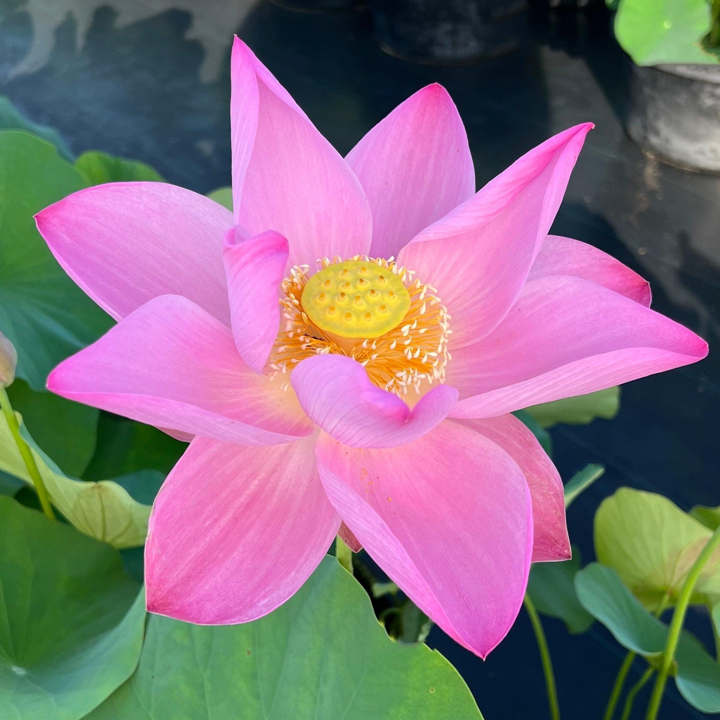 Maggie Belle Slocum by Perry D. Slocum Lotus (Bare Root) - Play It Koi