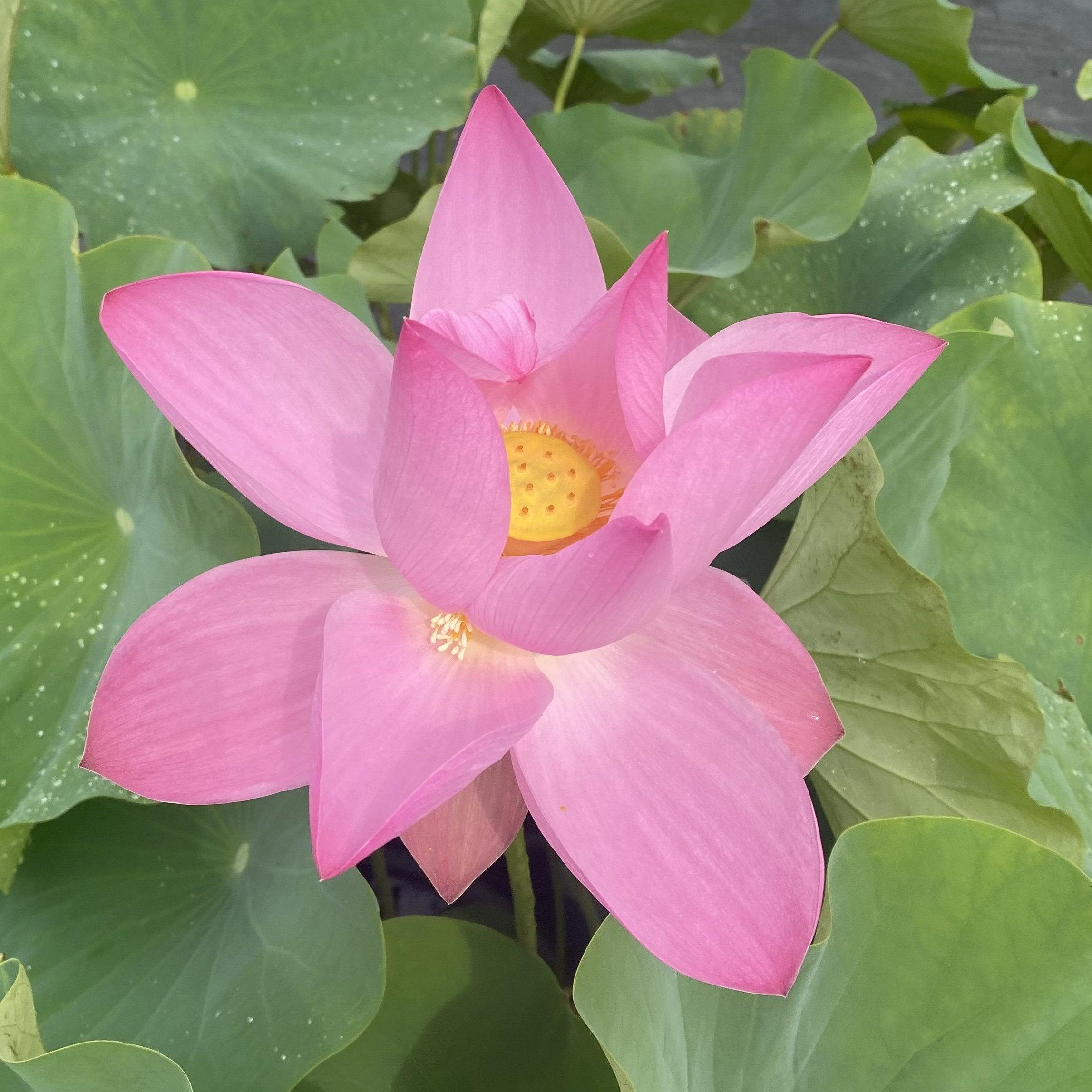 Maggie Belle Slocum by Perry D. Slocum Lotus (Bare Root) - Play It Koi