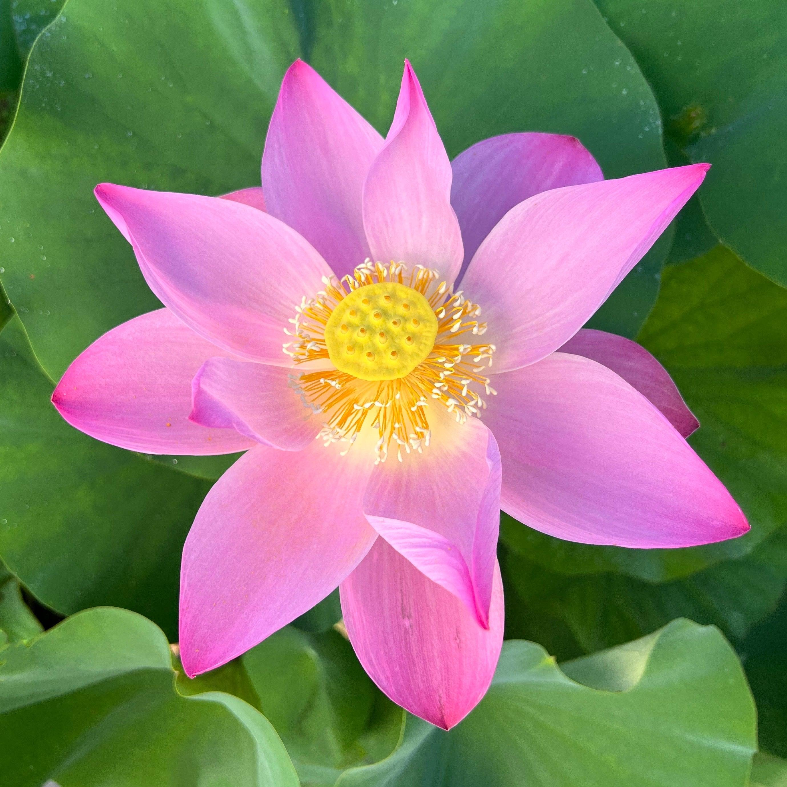 Maggie Belle Slocum by Perry D. Slocum Lotus (Bare Root) - Play It Koi