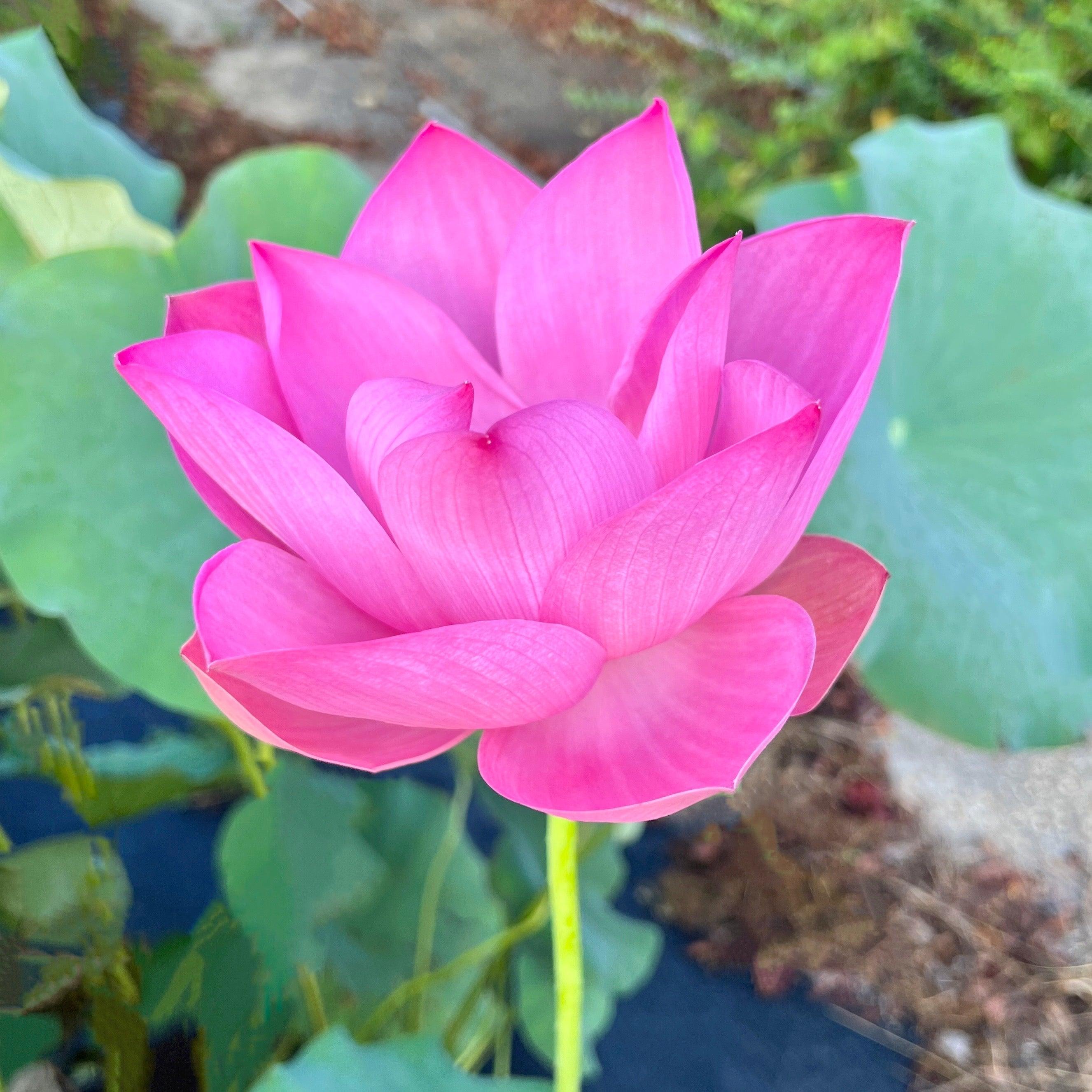 Maggie Belle Slocum by Perry D. Slocum Lotus (Bare Root) - Play It Koi