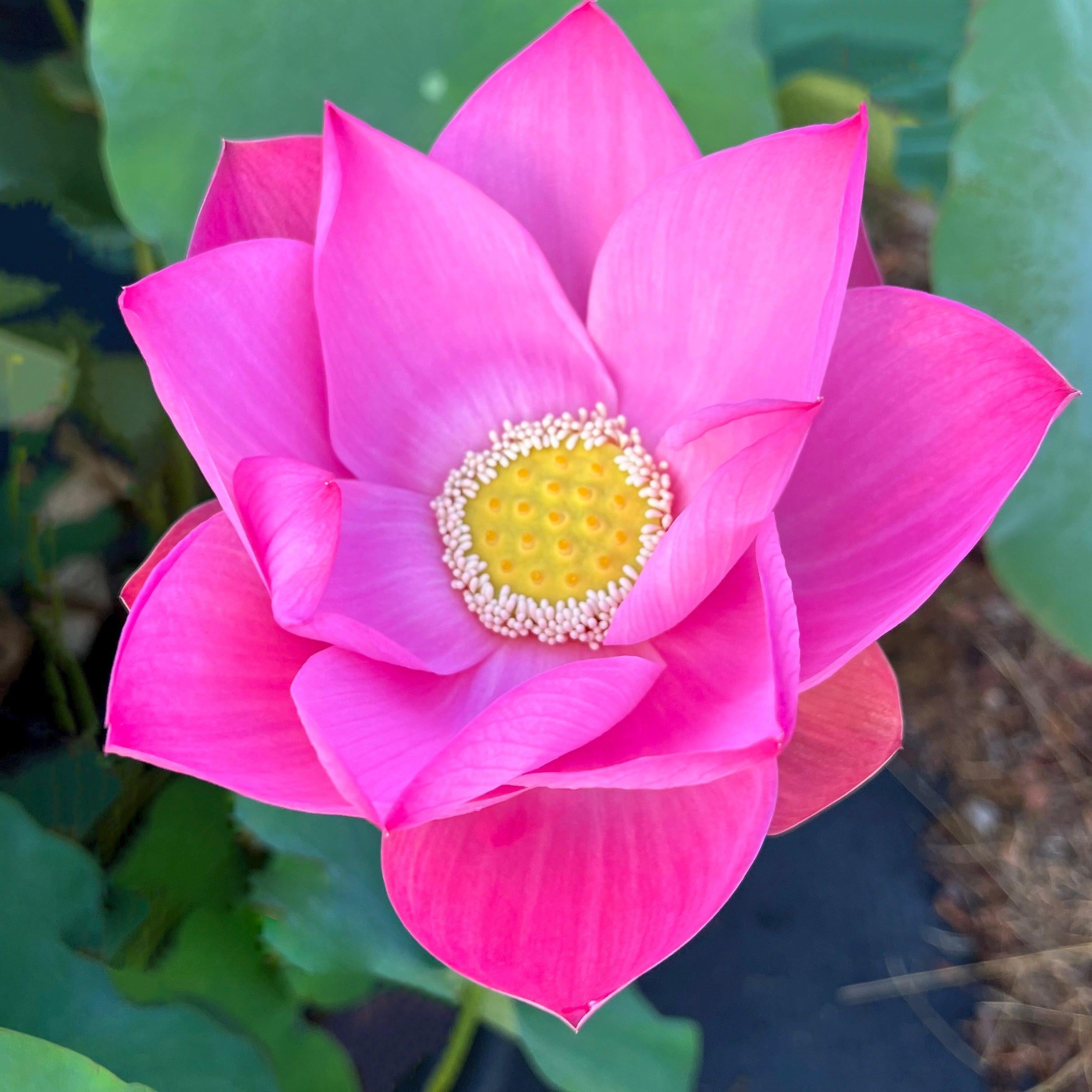 Maggie Belle Slocum by Perry D. Slocum Lotus (Bare Root) - Play It Koi