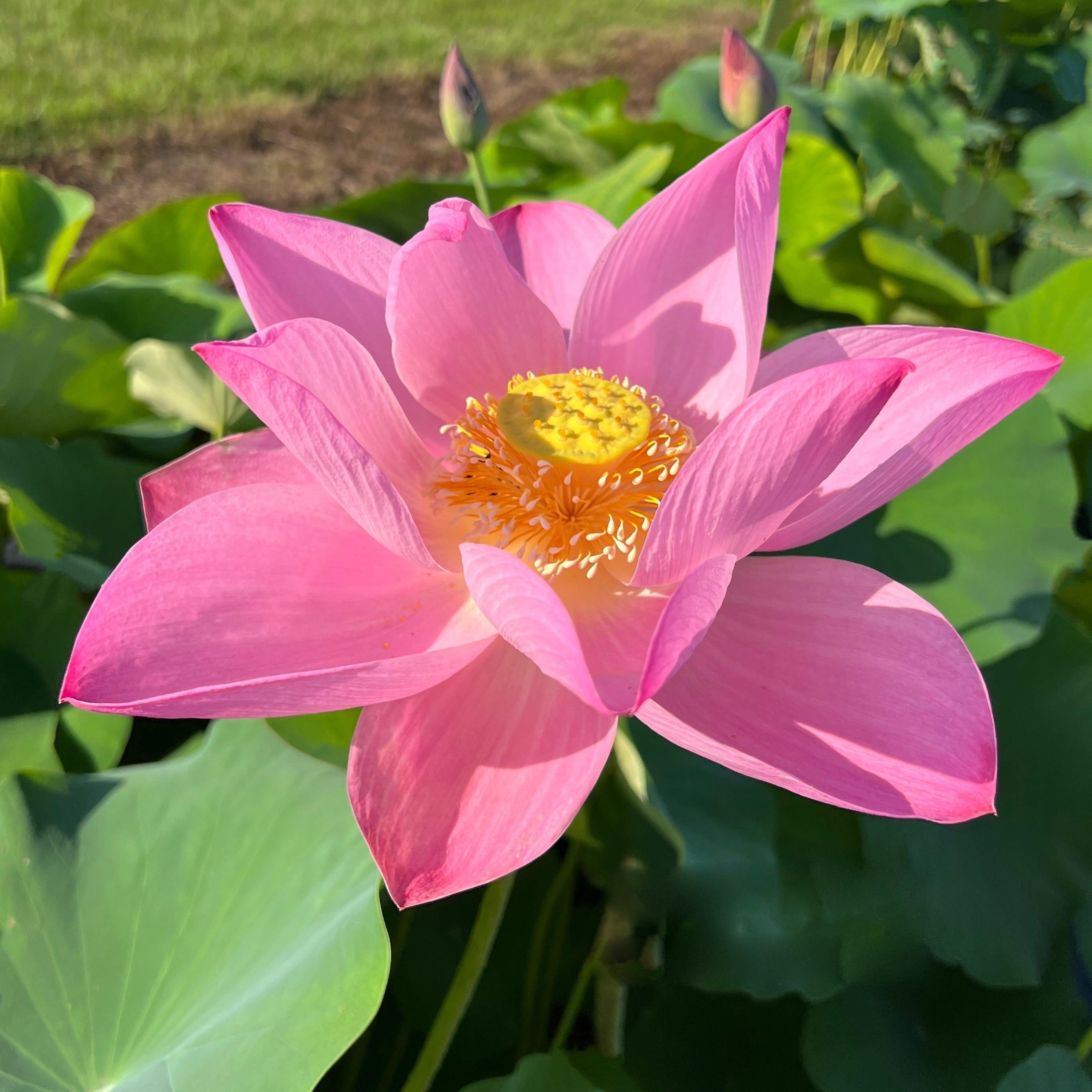 Maggie Belle Slocum by Perry D. Slocum Lotus (Bare Root) - Play It Koi