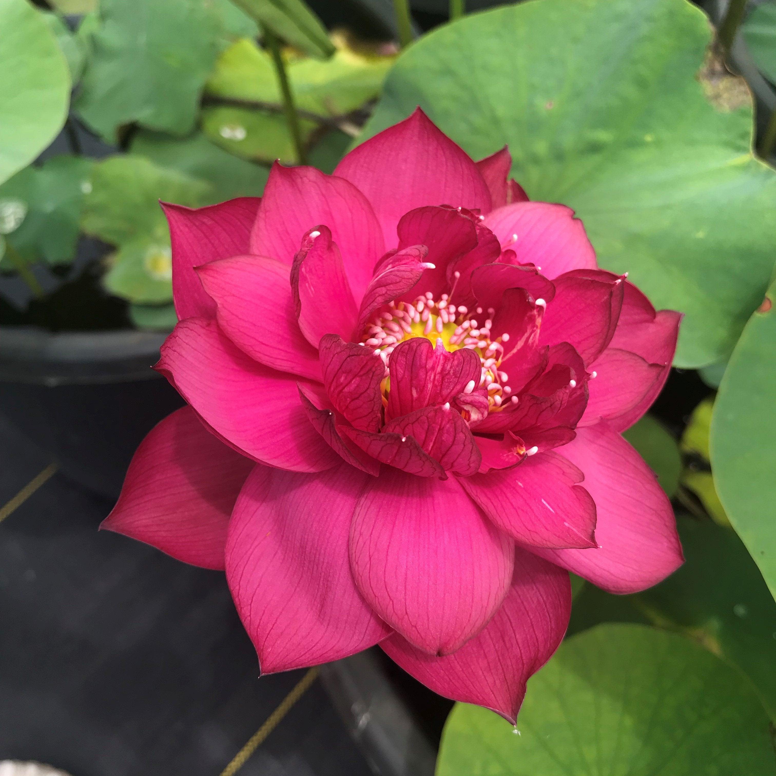Magnificent 15 - Award Winner Lotus (Bare Root) - Play It Koi