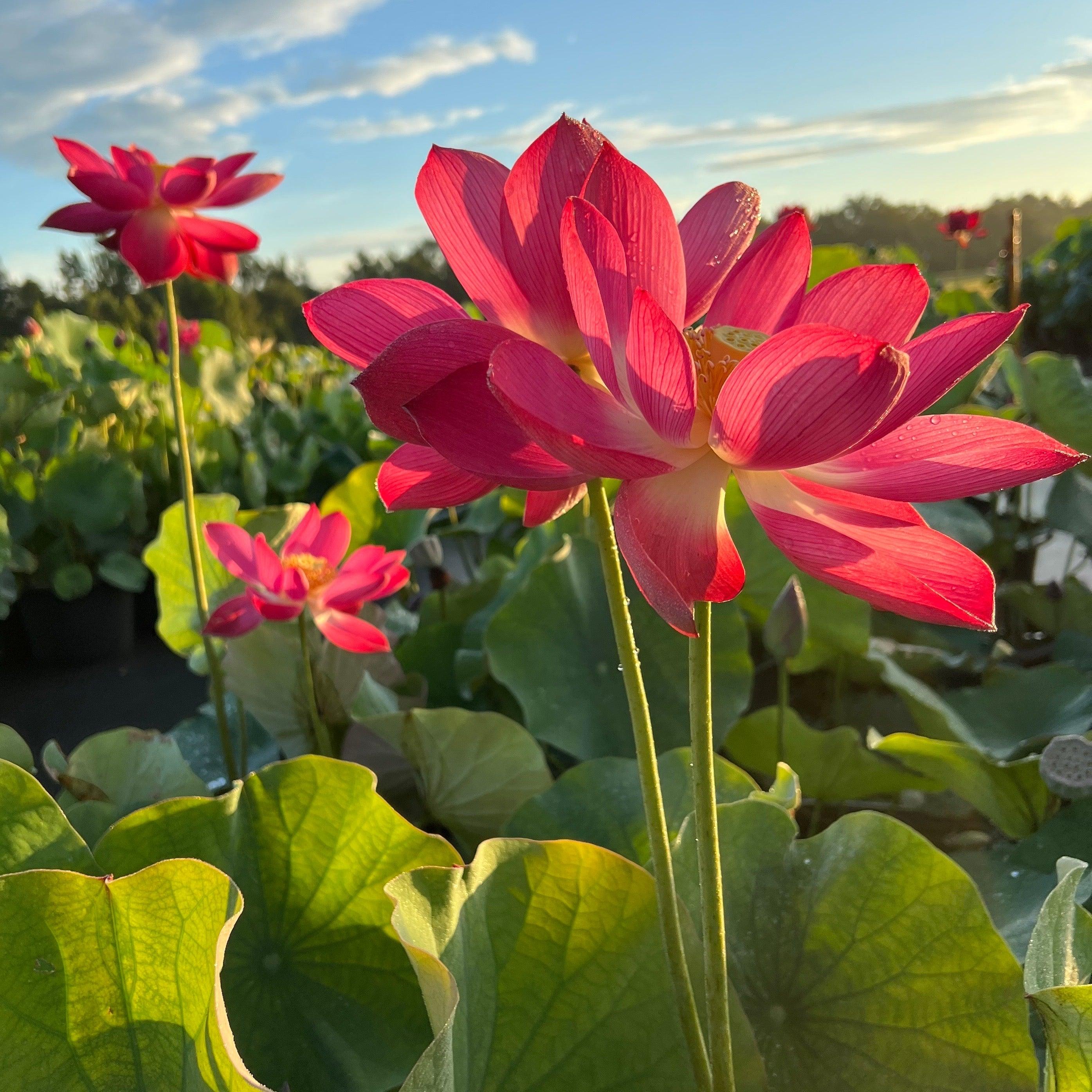 Magnificent - Showstopper Lotus (Bare Root) - Play It Koi