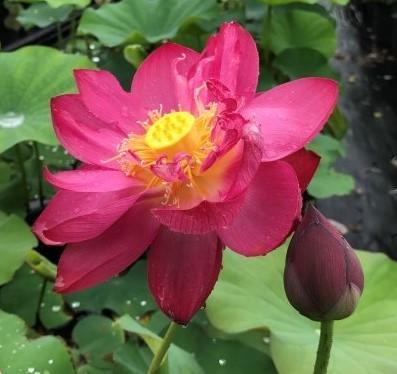 Magnificent - Showstopper Lotus (Bare Root) - Play It Koi