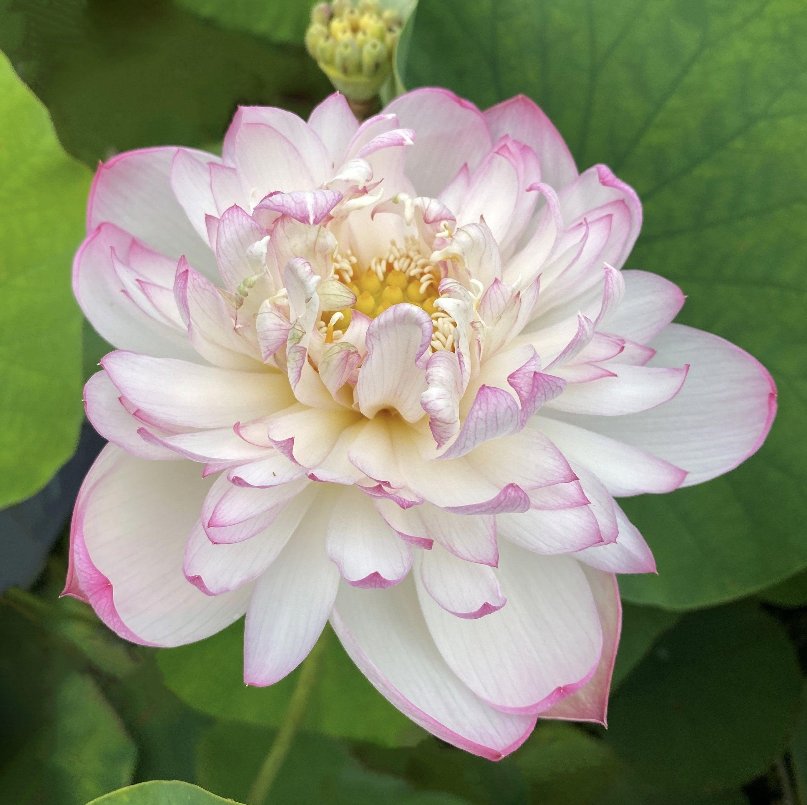 Mallory, My Love Lotus (Bare Root) - Play It Koi