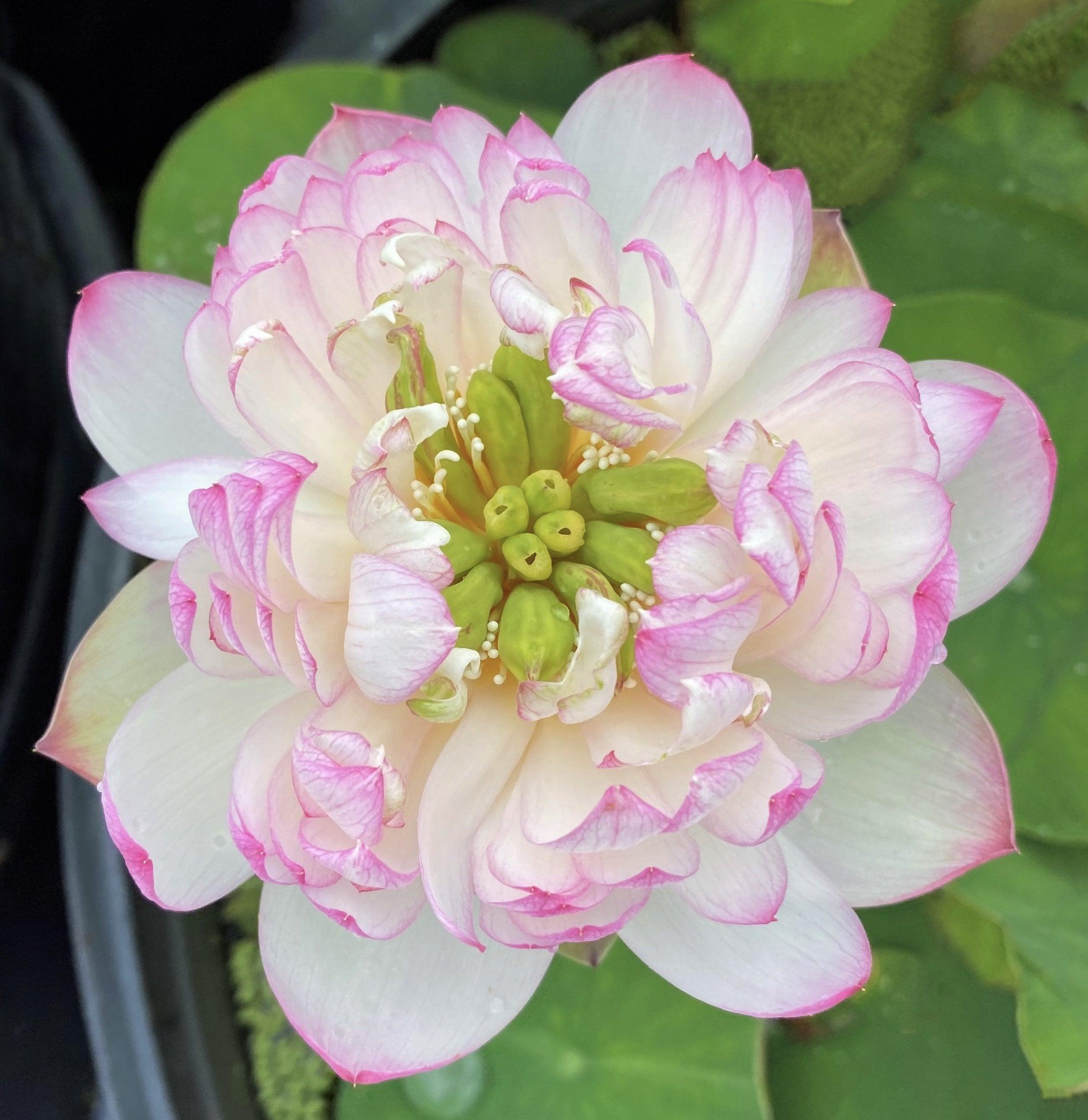 Mallory, My Love Lotus (Bare Root) - Play It Koi