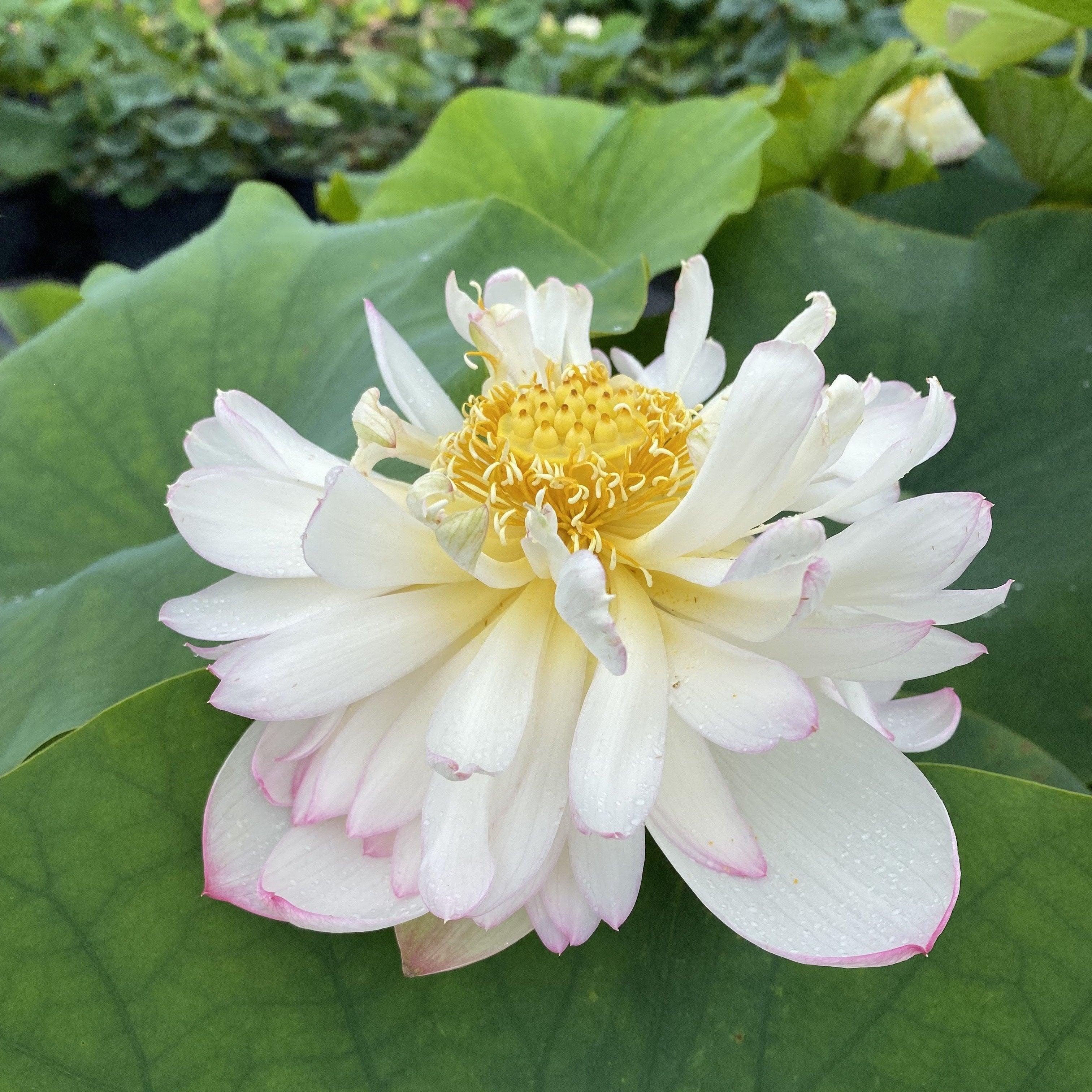 Mallory, My Love Lotus (Bare Root) - Play It Koi