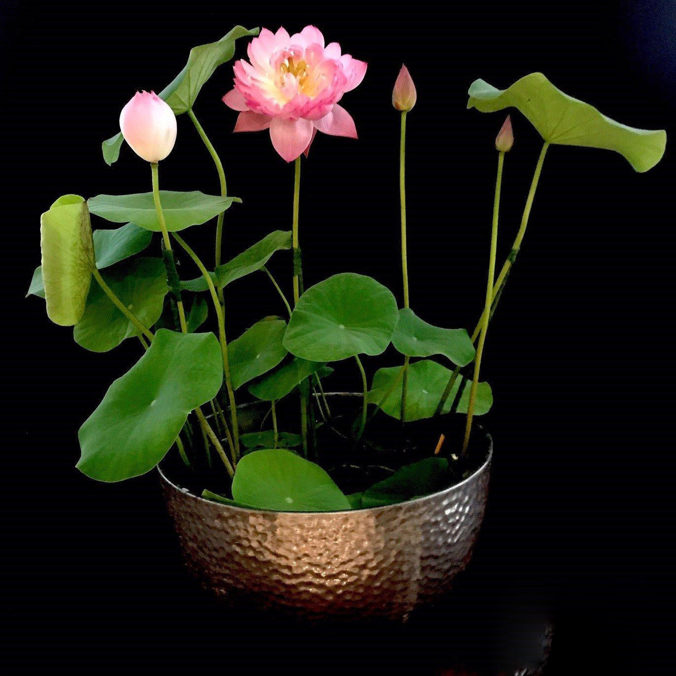 Mangala Patum Lotus (Bare Root) - Play It Koi