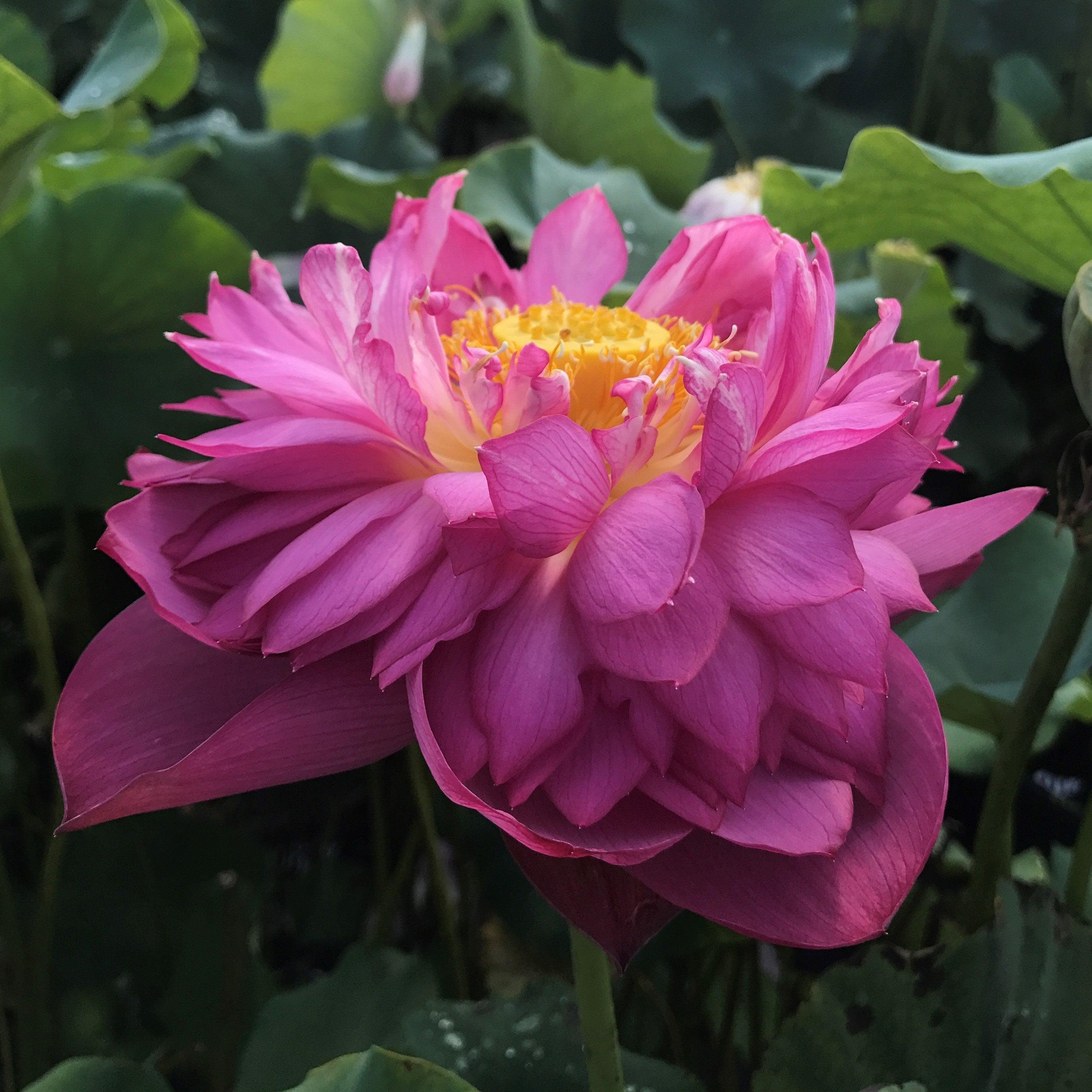 Melinee's Song - Fuchsia Fun Lotus (Bare Root) - Play It Koi