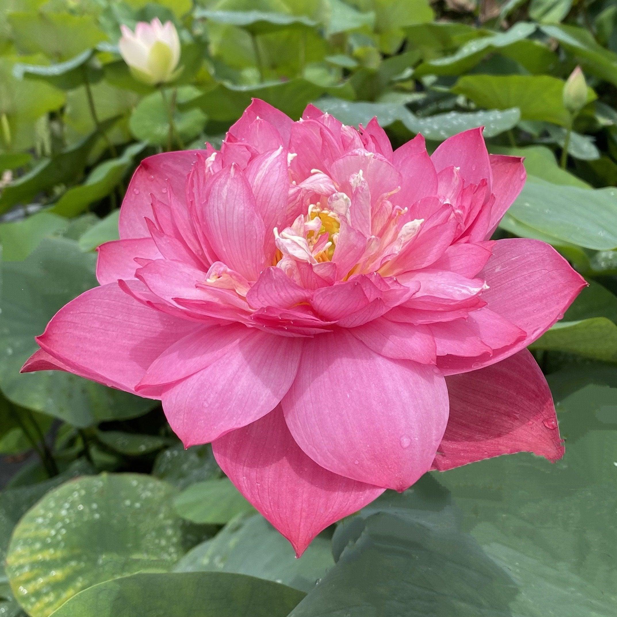 Melinee's Song - Fuchsia Fun Lotus (Bare Root) - Play It Koi