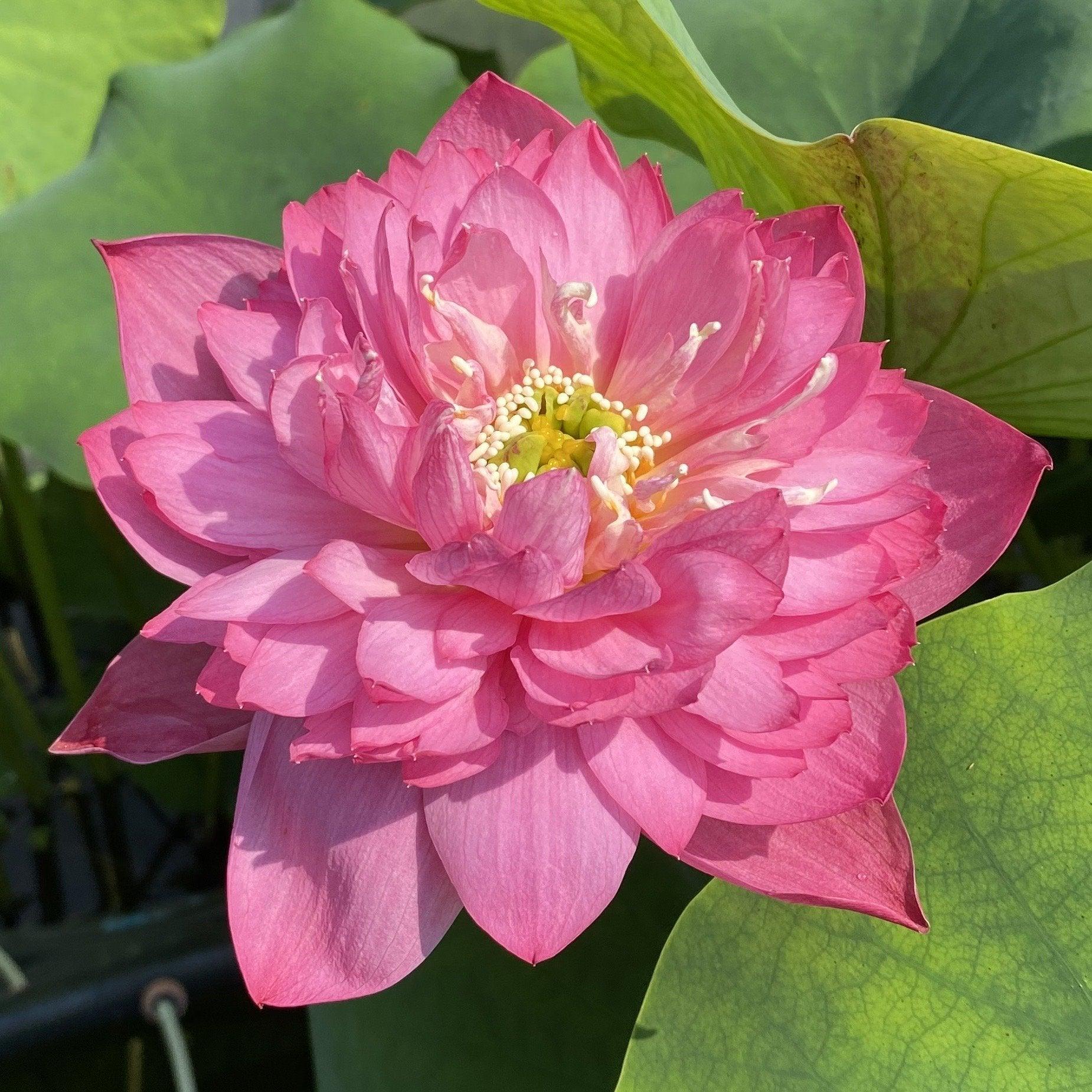 Melinee's Song - Fuchsia Fun Lotus (Bare Root) - Play It Koi