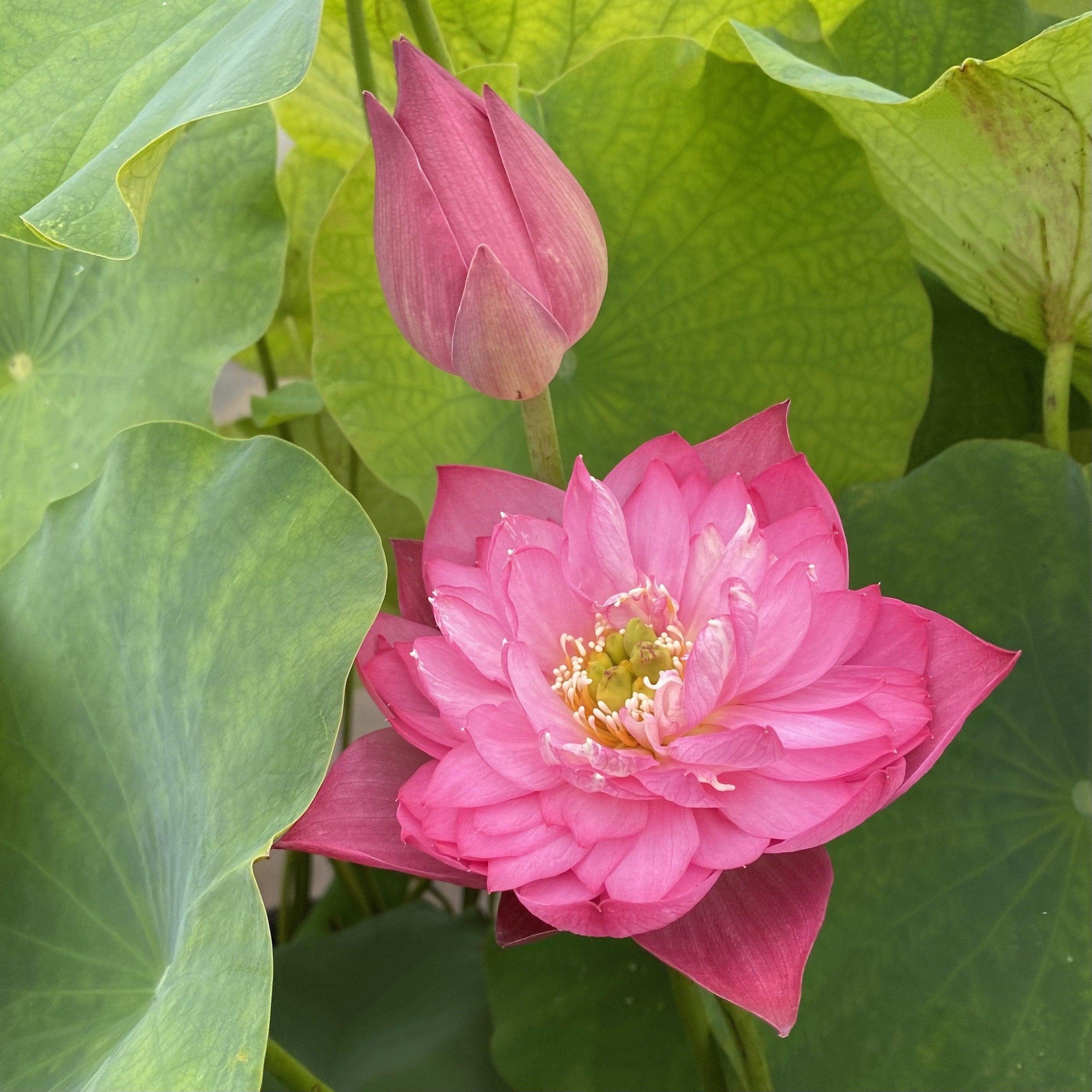 Melinee's Song - Fuchsia Fun Lotus (Bare Root) - Play It Koi