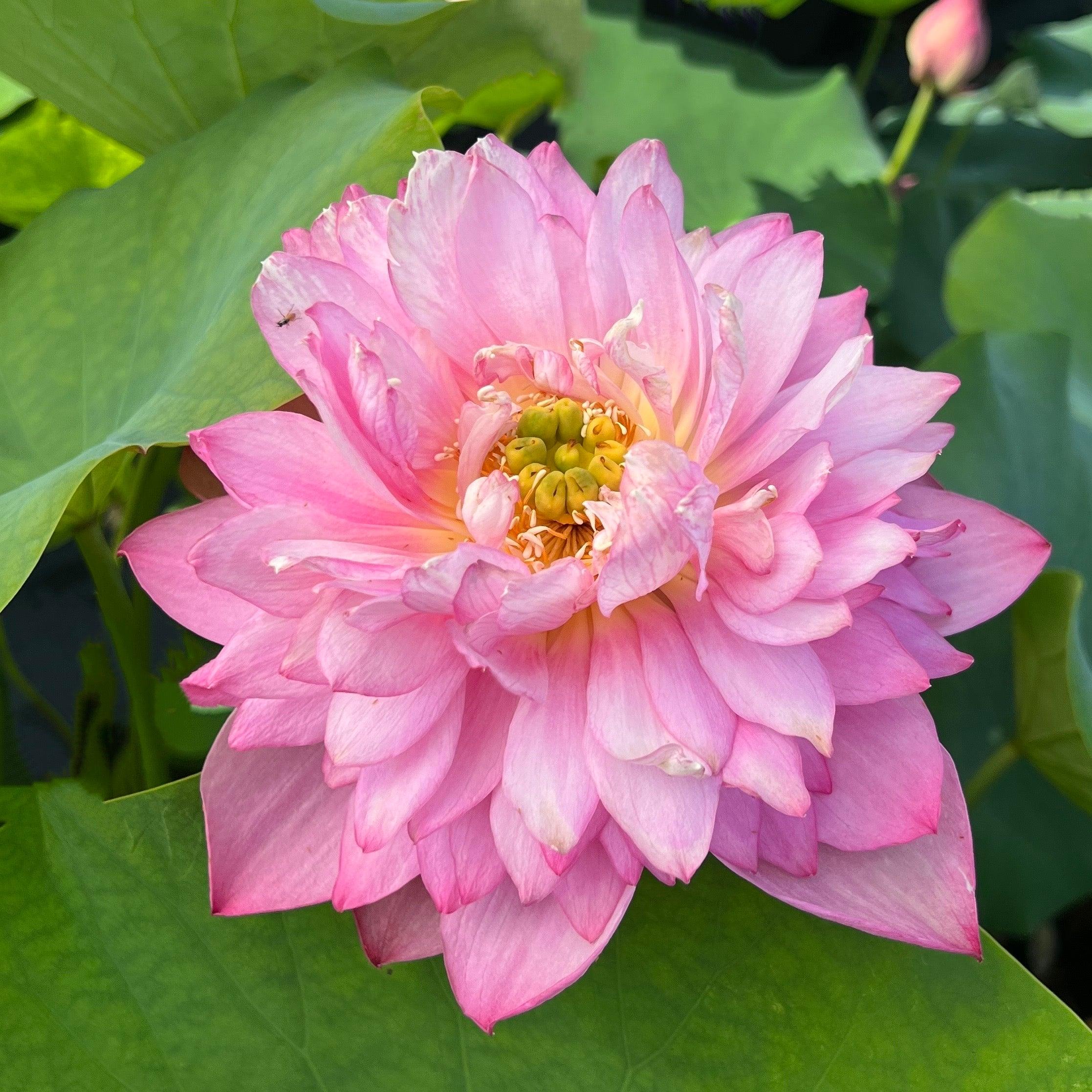 Melinee's Song - Fuchsia Fun Lotus (Bare Root) - Play It Koi