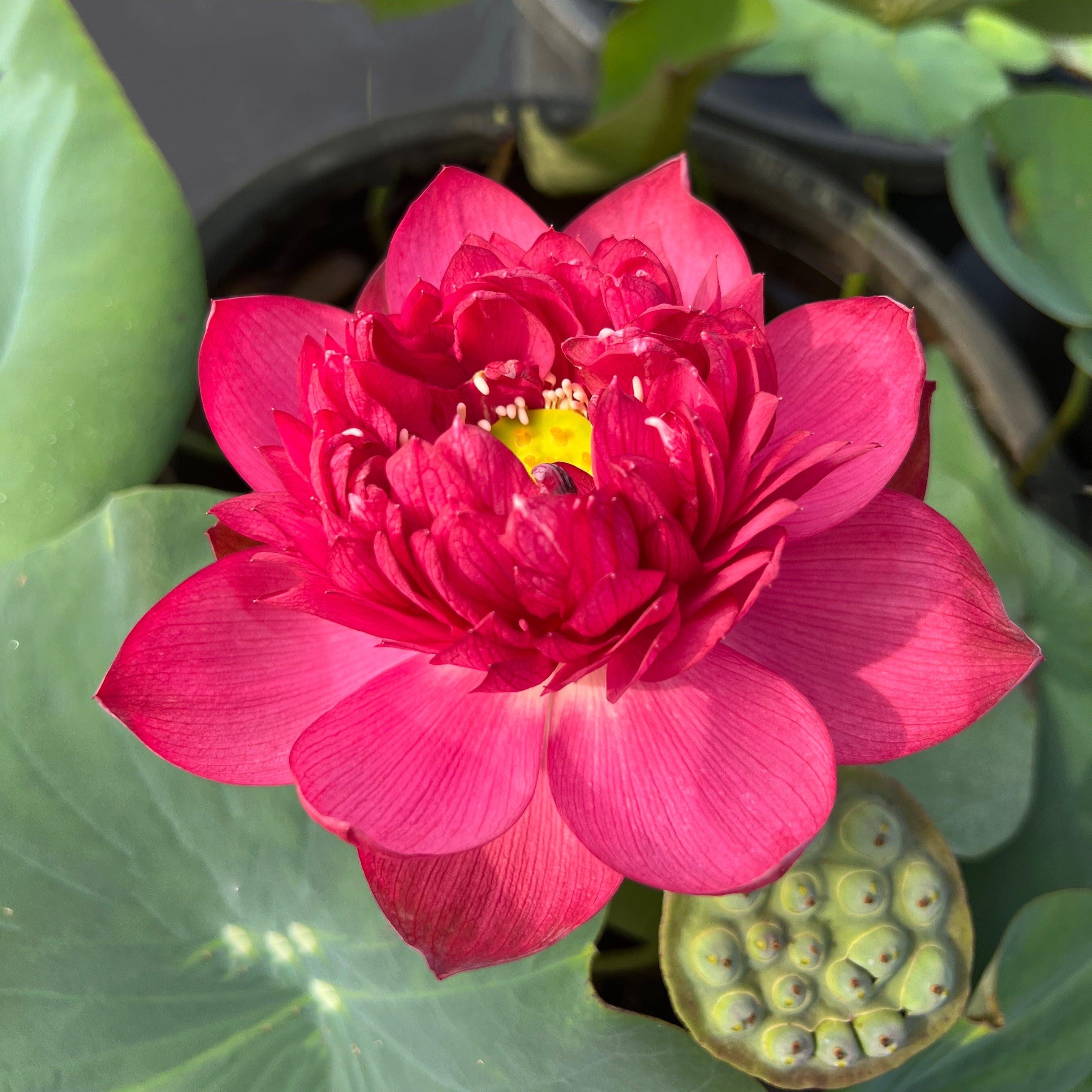 Midnight Lotus (Bare Root) - Play It Koi